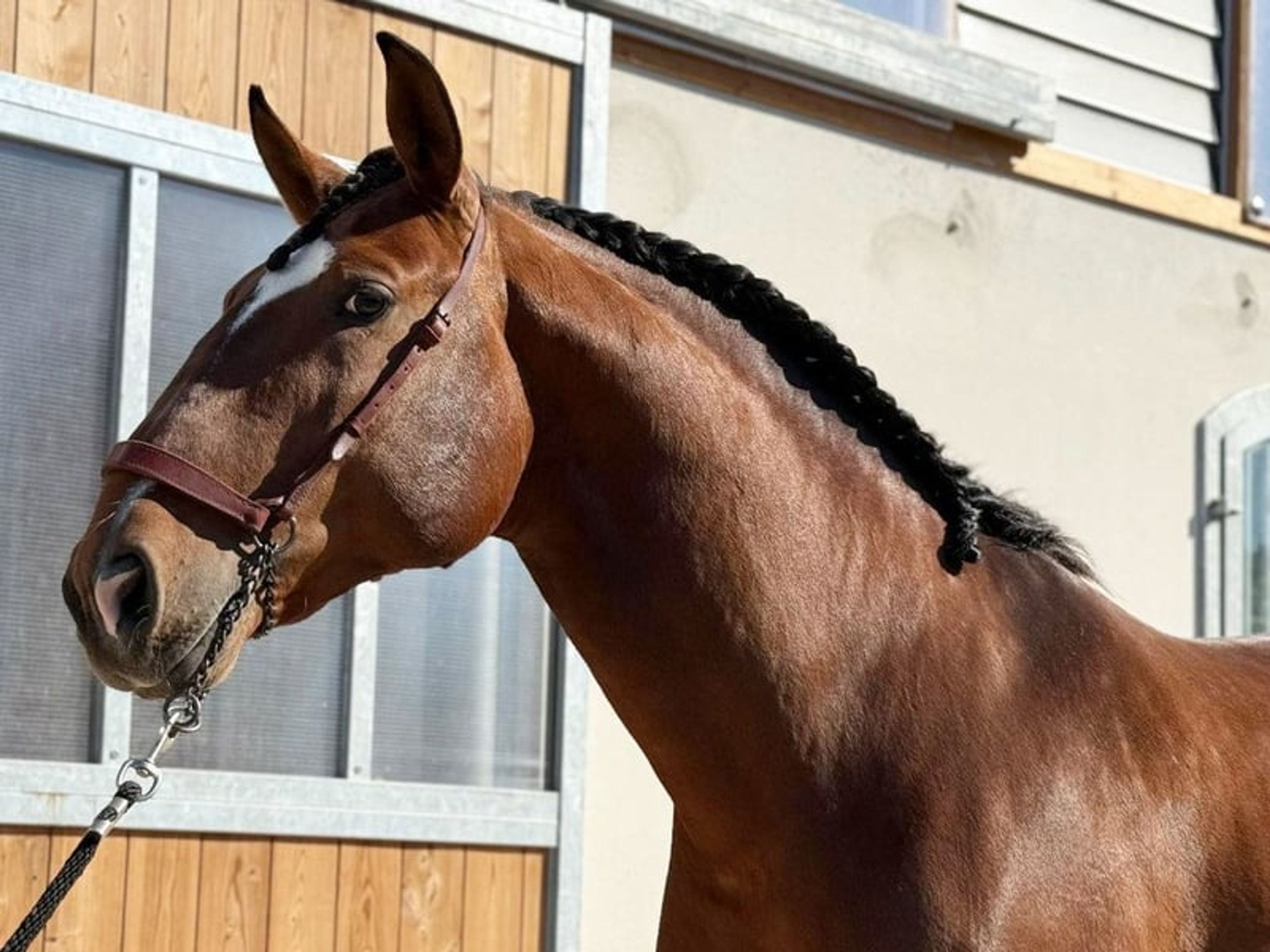 04157. Lusitano horse available for sale at an intermediate level. - Image 2