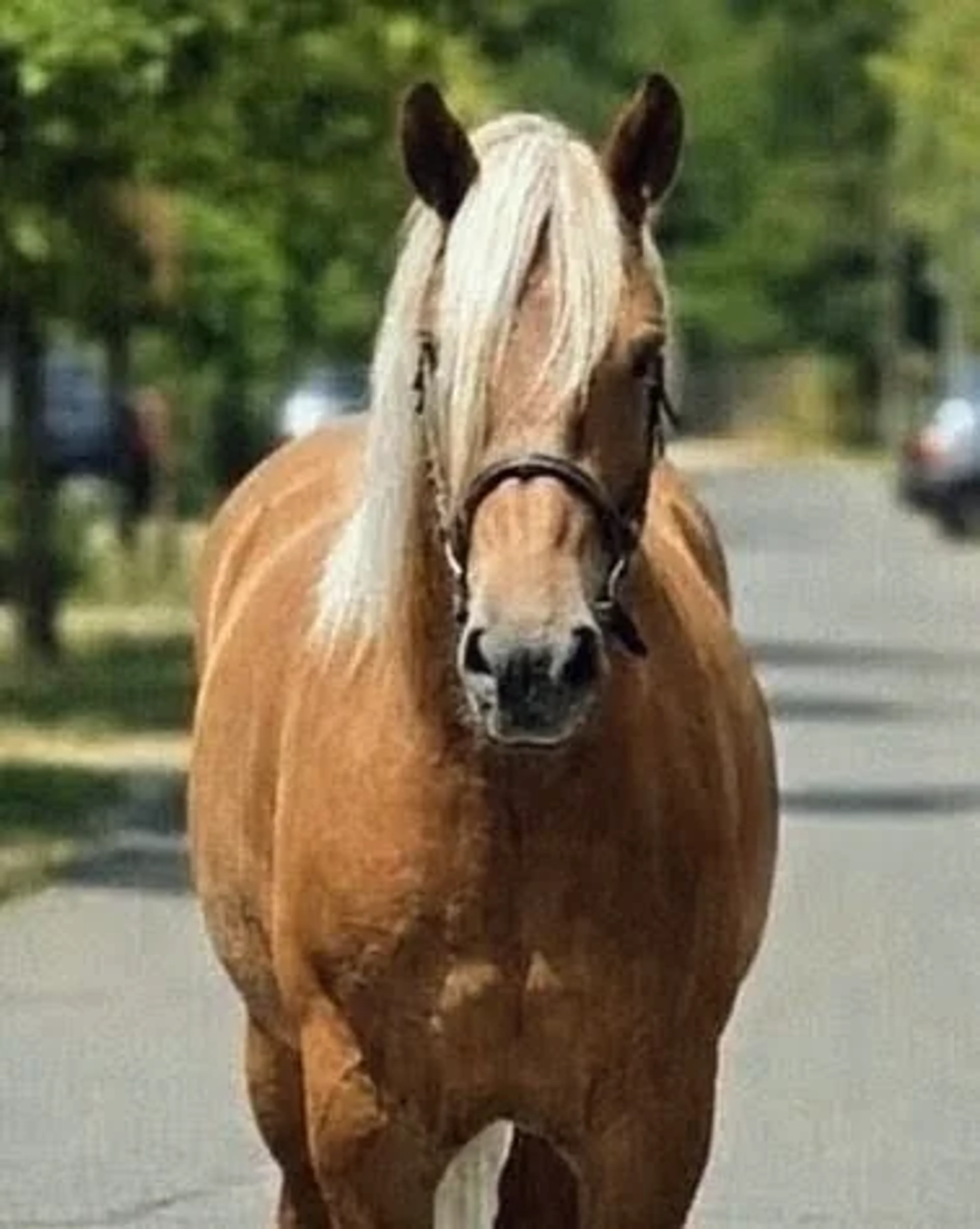 Melody - Image 2