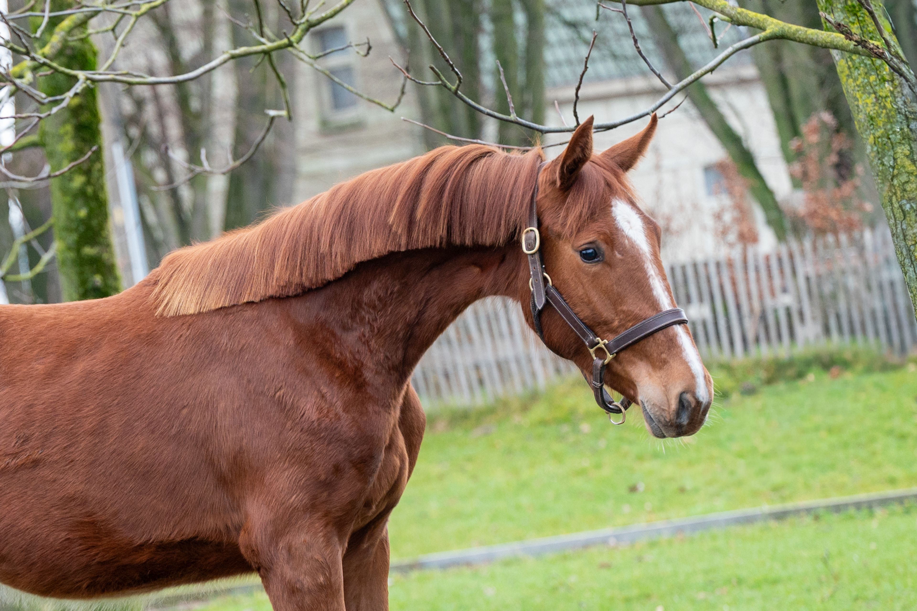Dancing Devilina MK Z (DEMONIC Z x LORDANOS) - Image 1