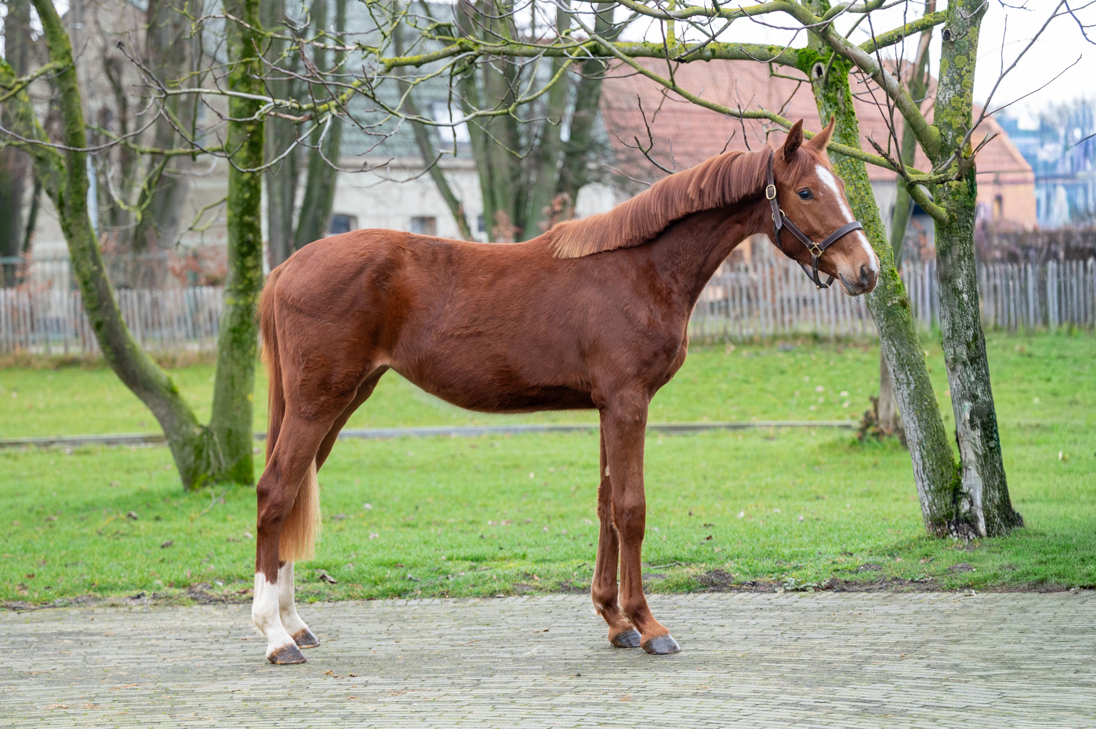 Dancing Devilina MK Z (DEMONIC Z x LORDANOS) - Image 2