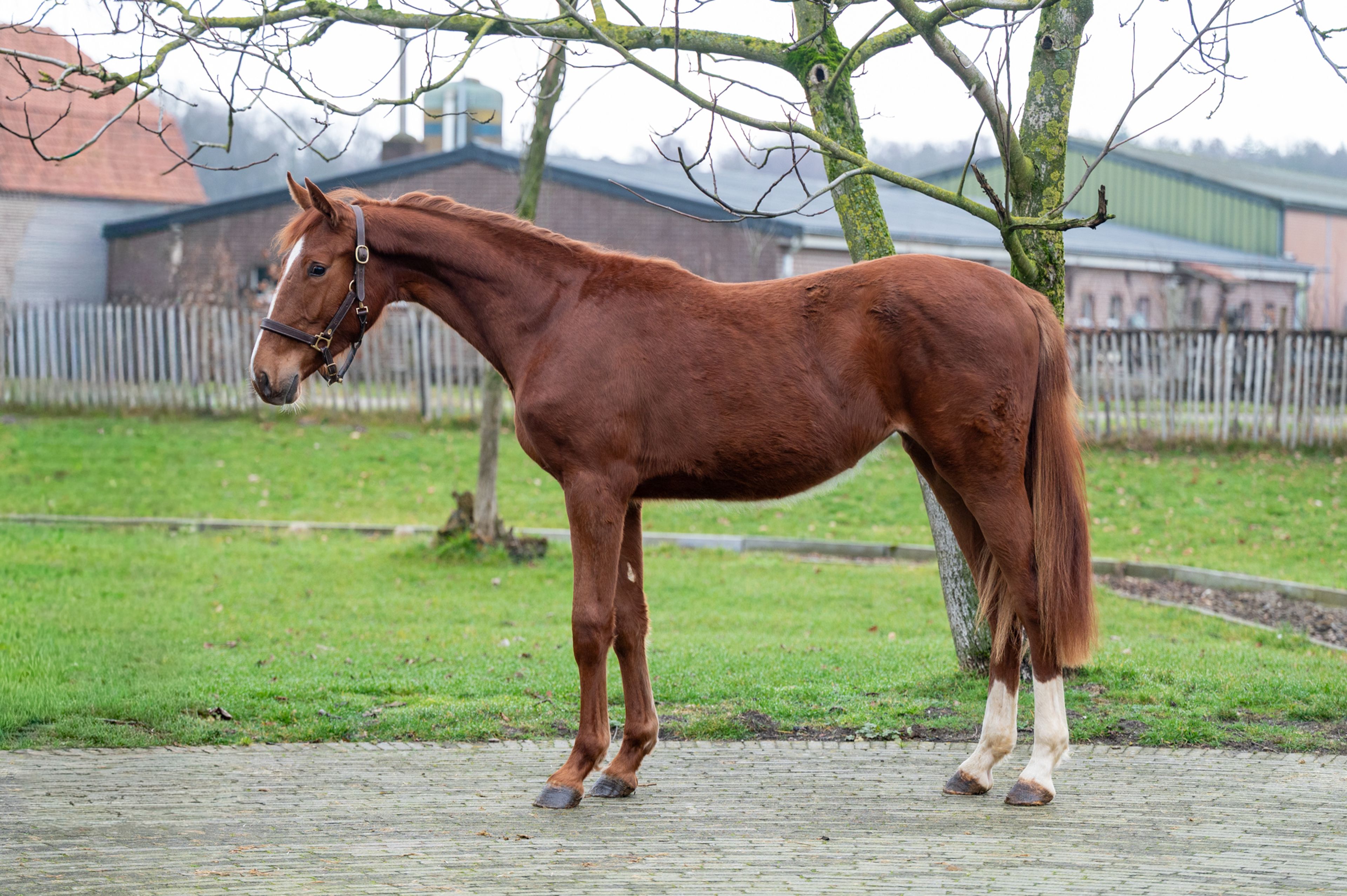 Dancing Devilina MK Z (DEMONIC Z x LORDANOS) - Image 3