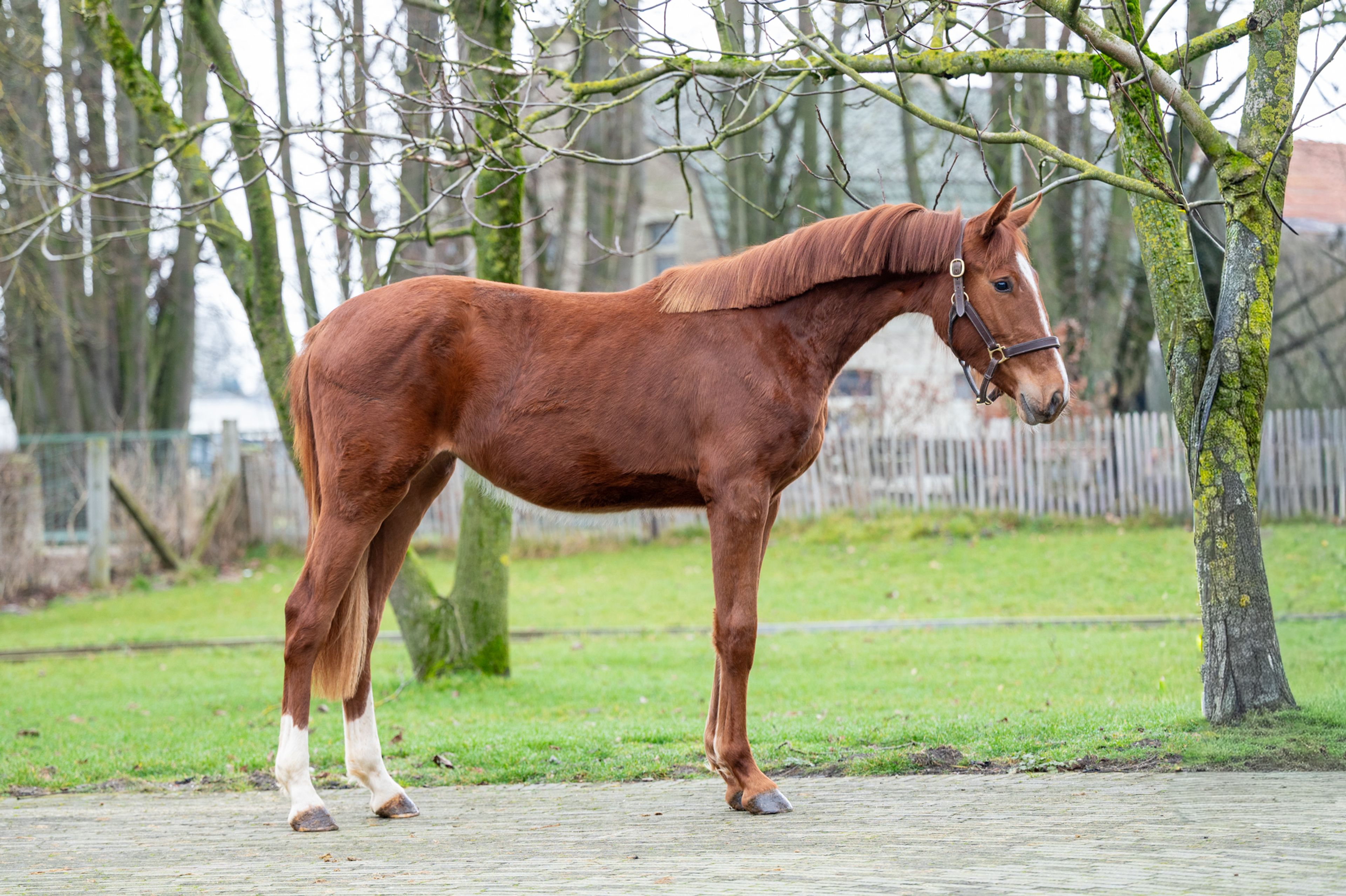 Dancing Devilina MK Z (DEMONIC Z x LORDANOS) - Image 4