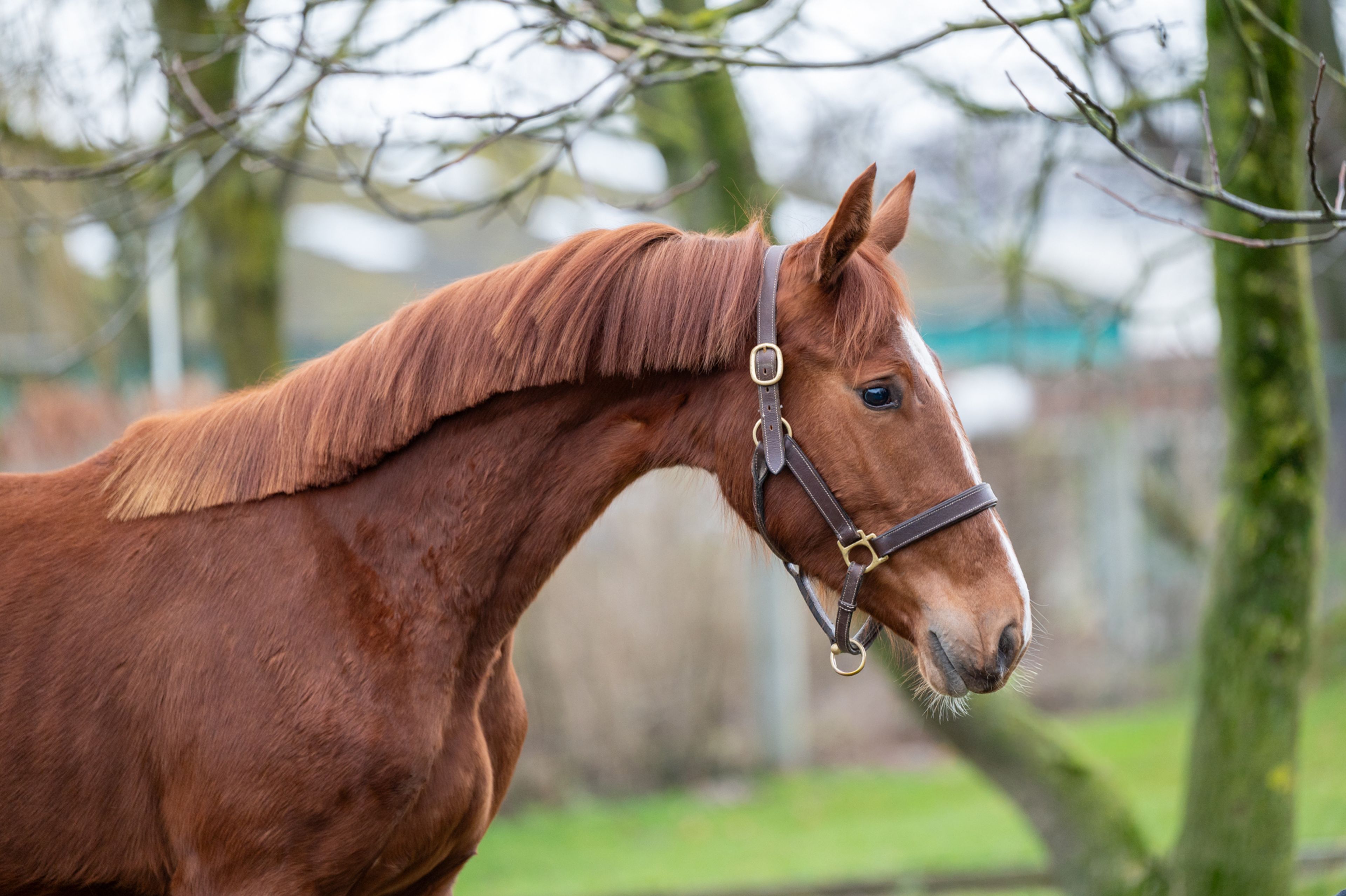 Dancing Devilina MK Z (DEMONIC Z x LORDANOS) - Image 5