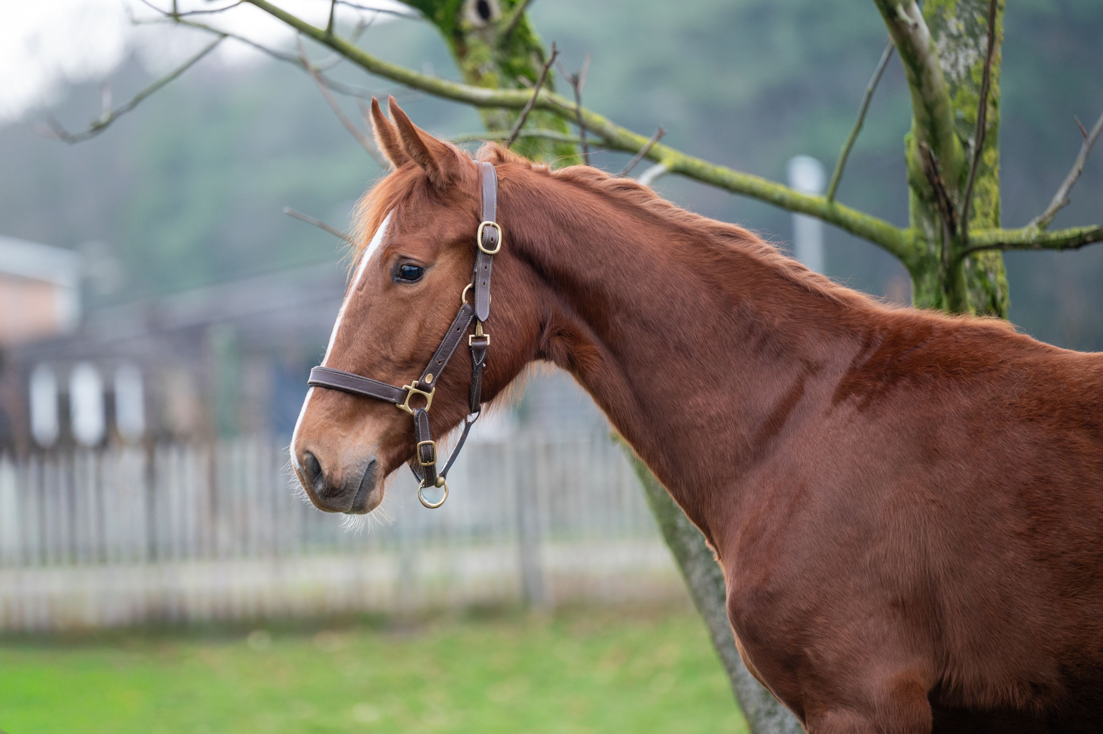 Dancing Devilina MK Z (DEMONIC Z x LORDANOS) - Image 6