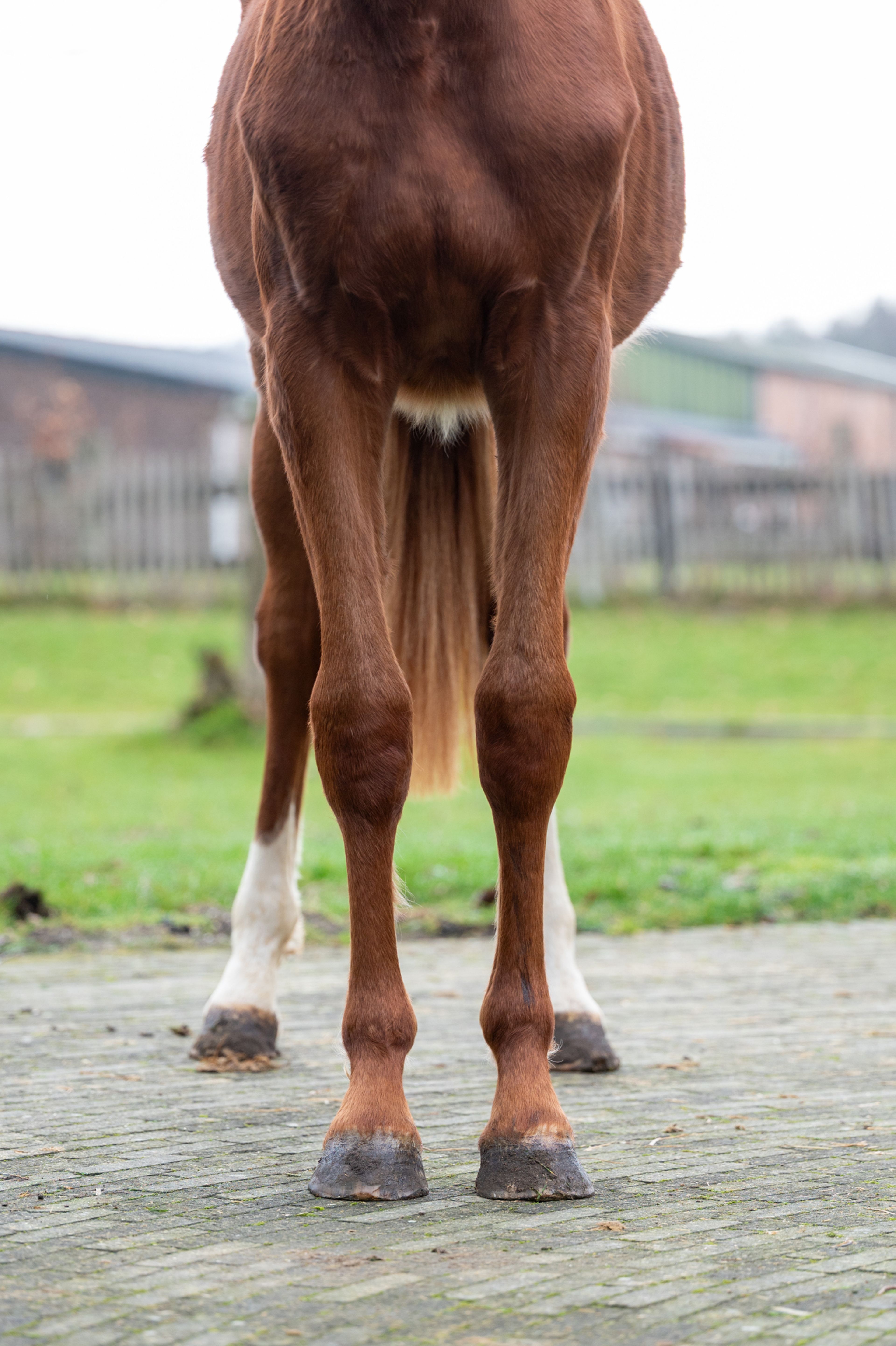 Dancing Devilina MK Z (DEMONIC Z x LORDANOS) - Image 7