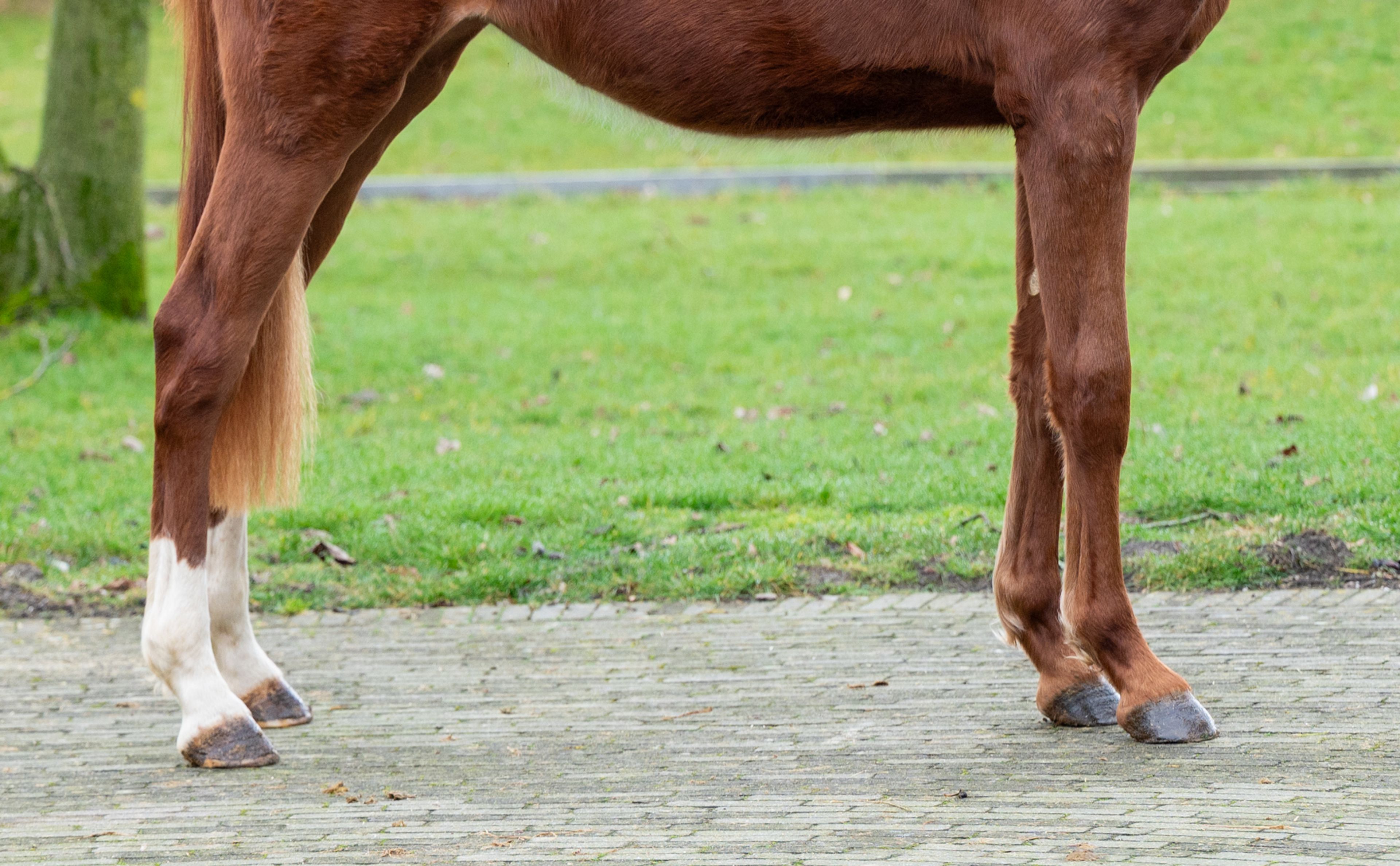Dancing Devilina MK Z (DEMONIC Z x LORDANOS) - Image 8