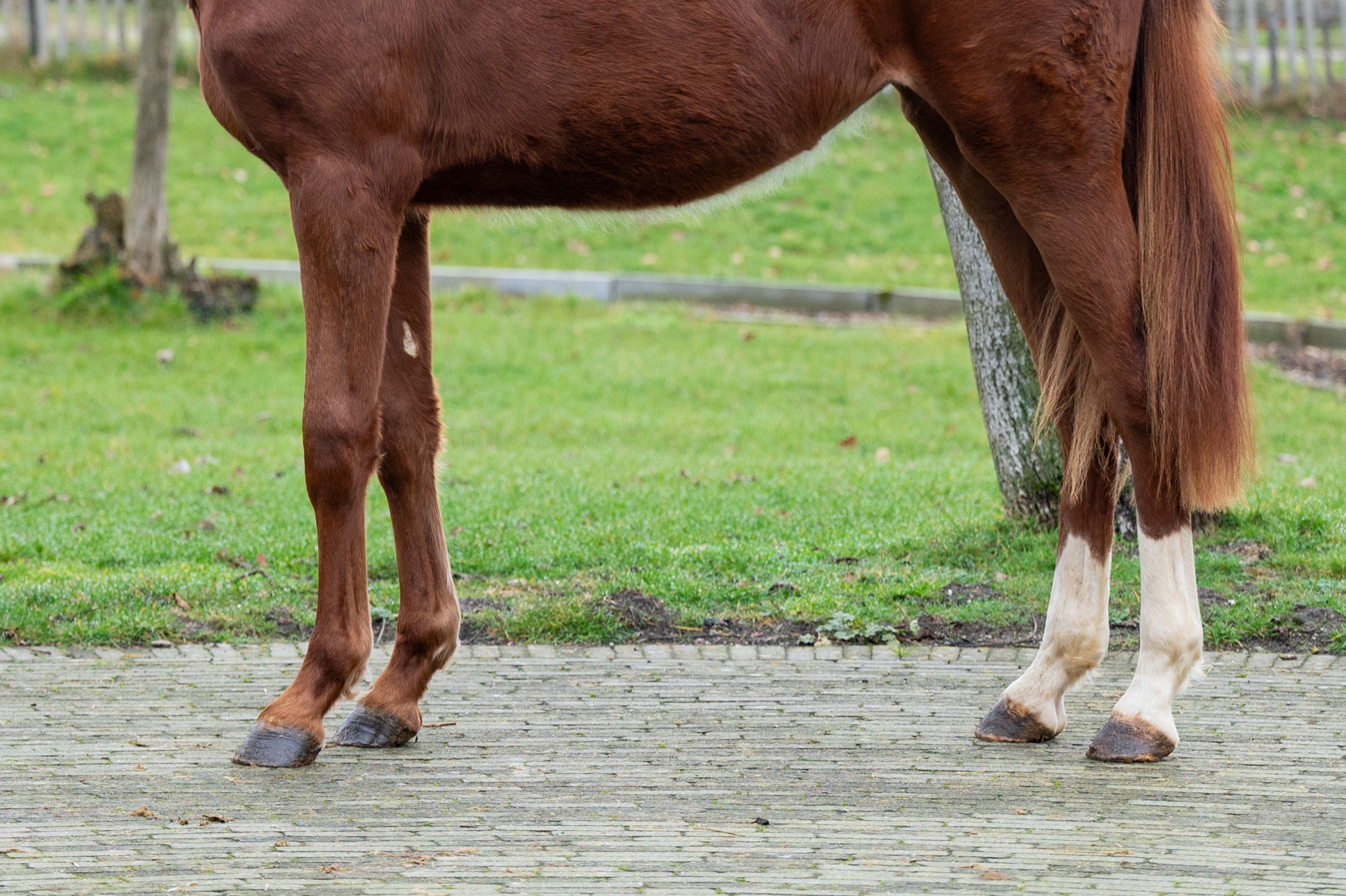 Dancing Devilina MK Z (DEMONIC Z x LORDANOS) - Image 9