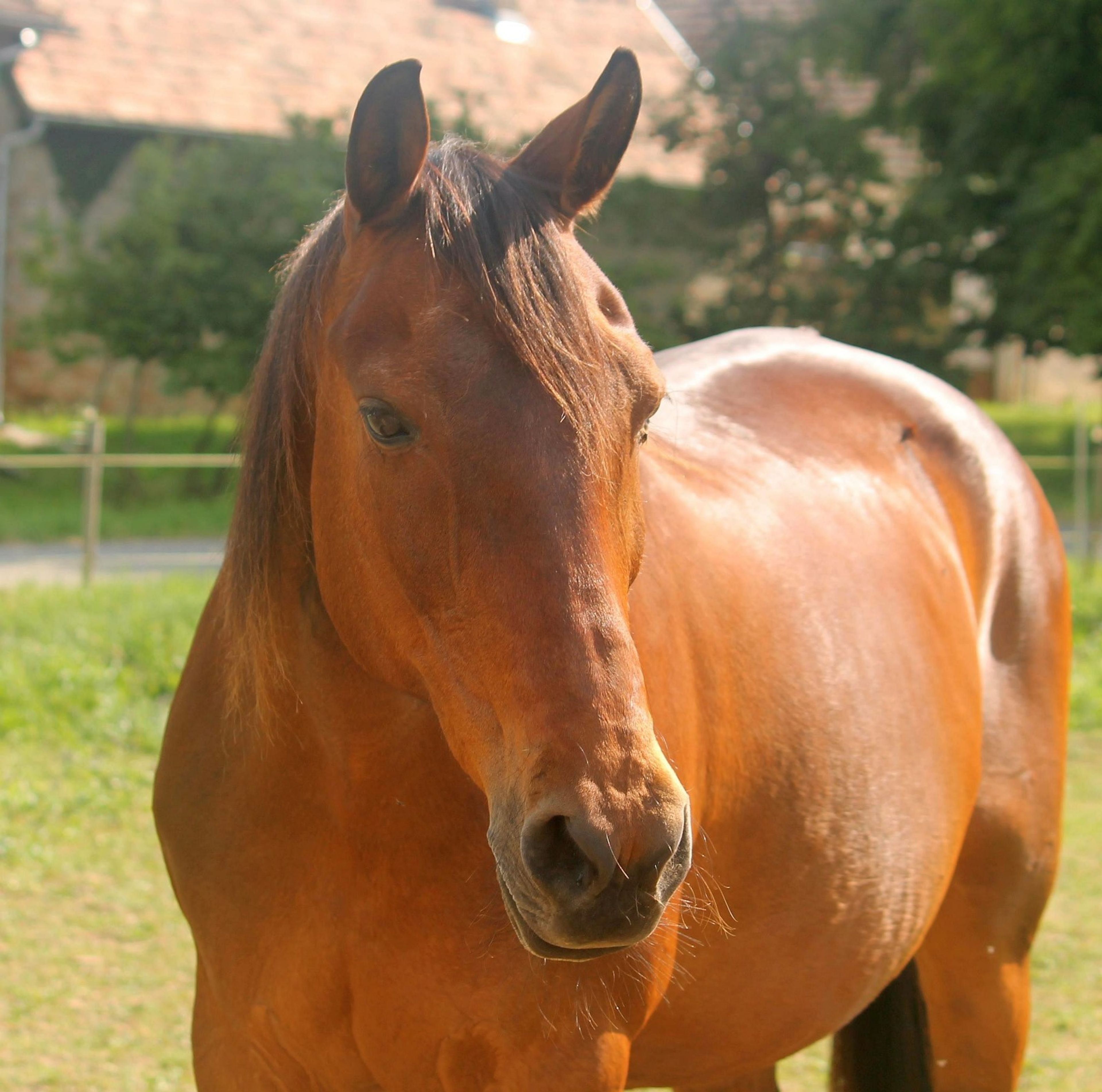 Furioso merrie te koop - Image 1