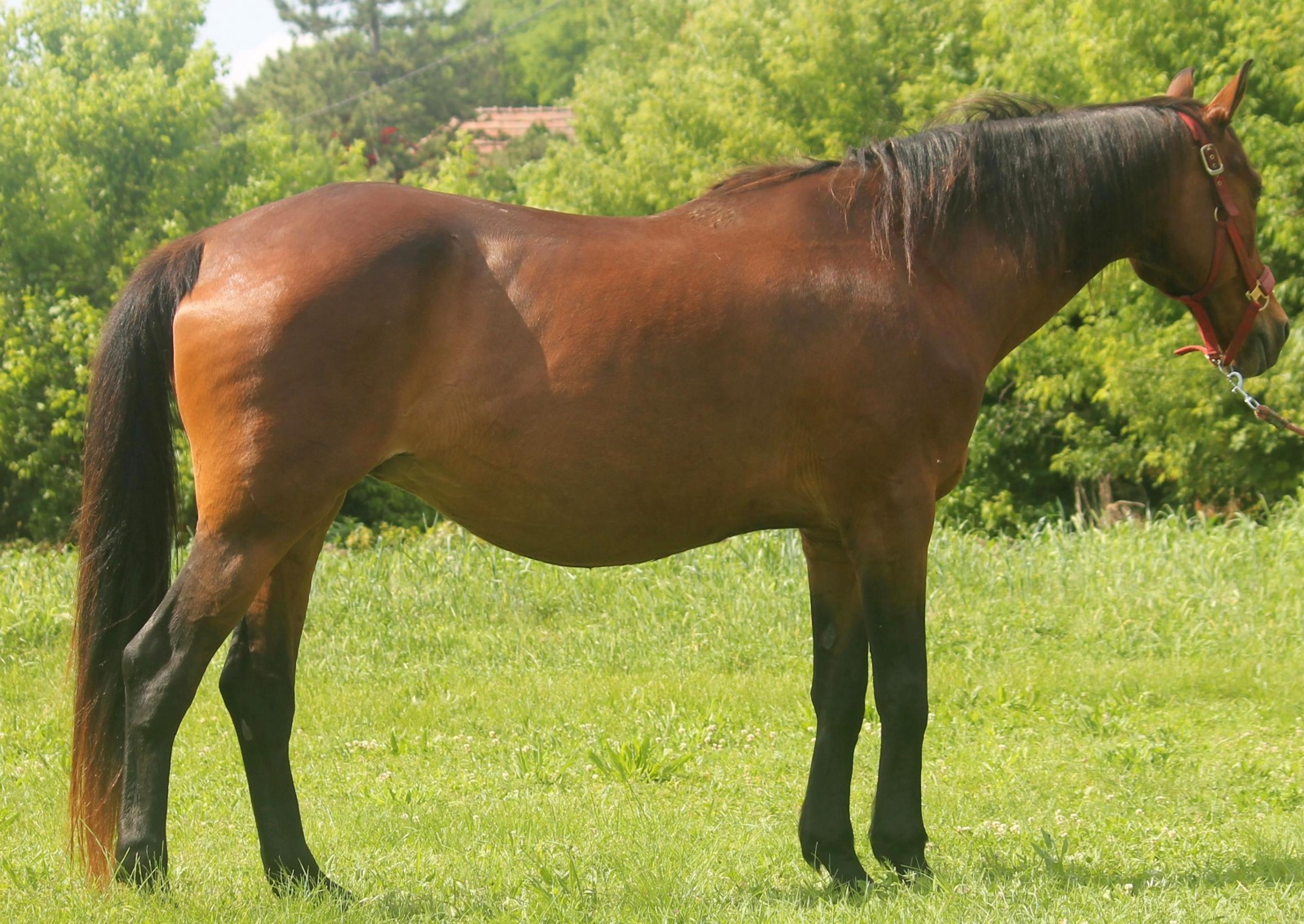 Furioso merrie te koop - Image 3