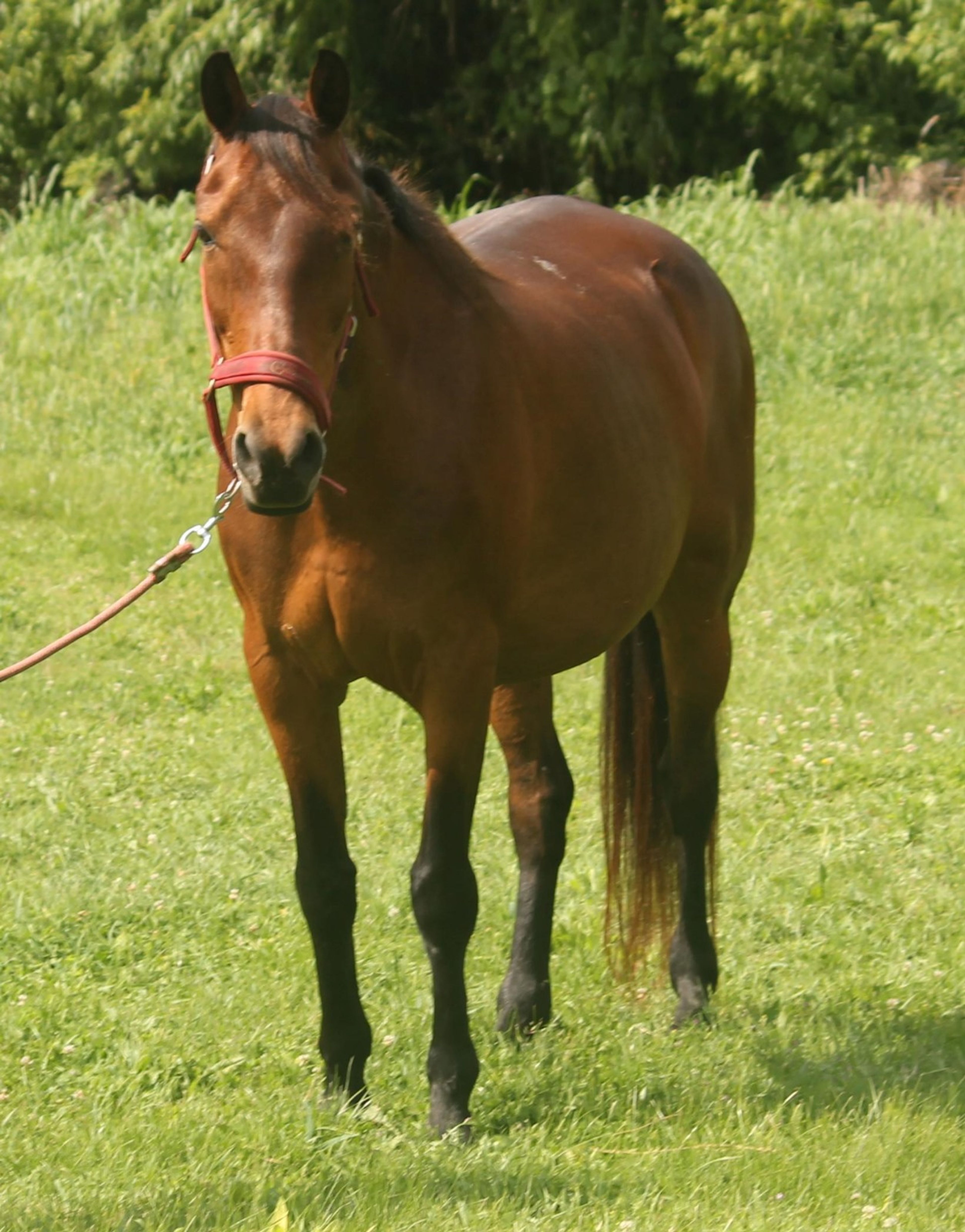 Furioso merrie te koop - Image 4