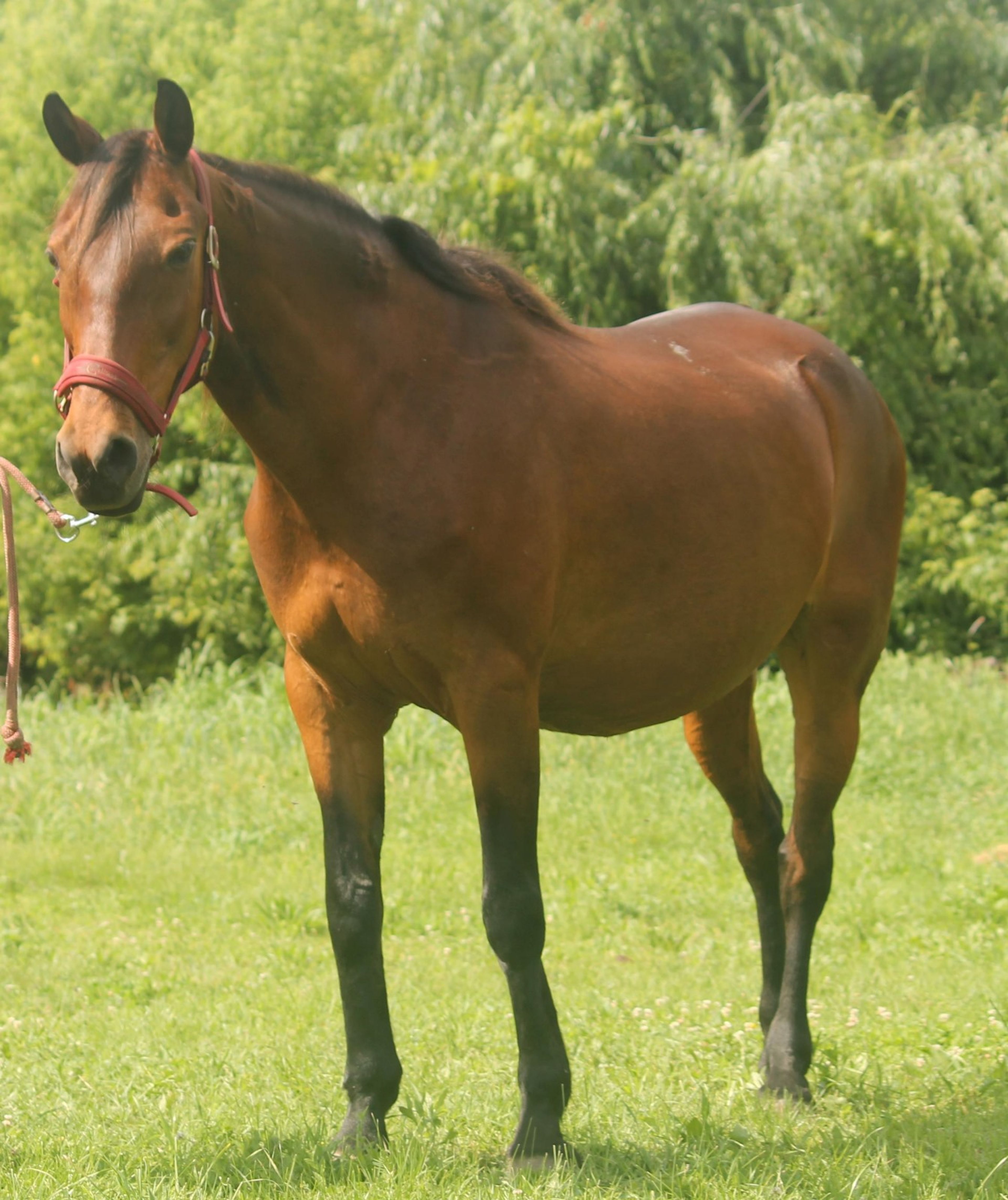 Furioso merrie te koop - Image 5