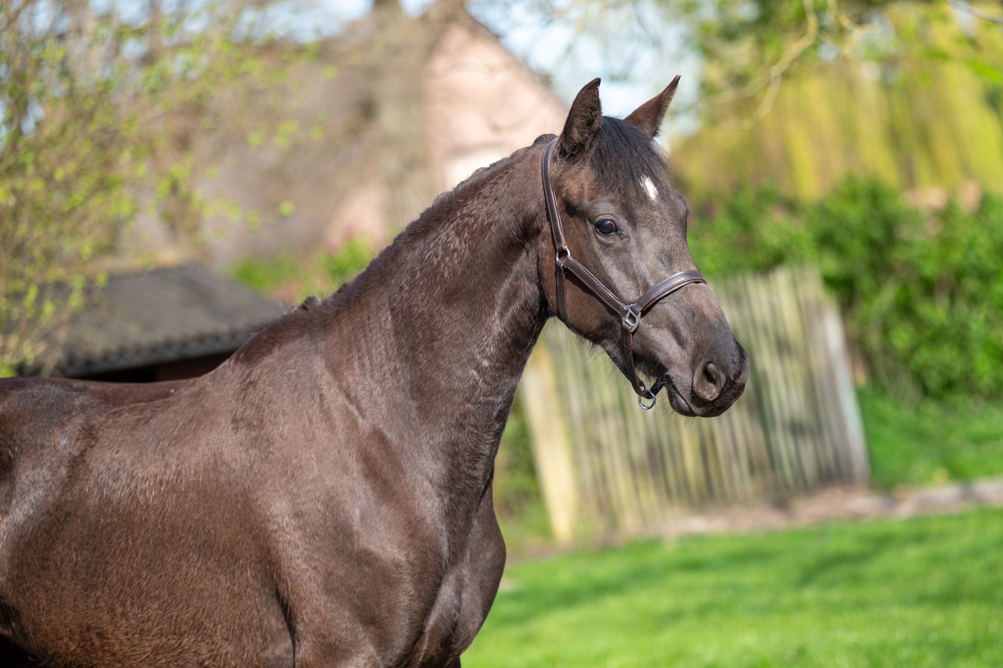 Aya Zelma vh Eusselhof (RACOON x GUARDIAN S) - Image 2