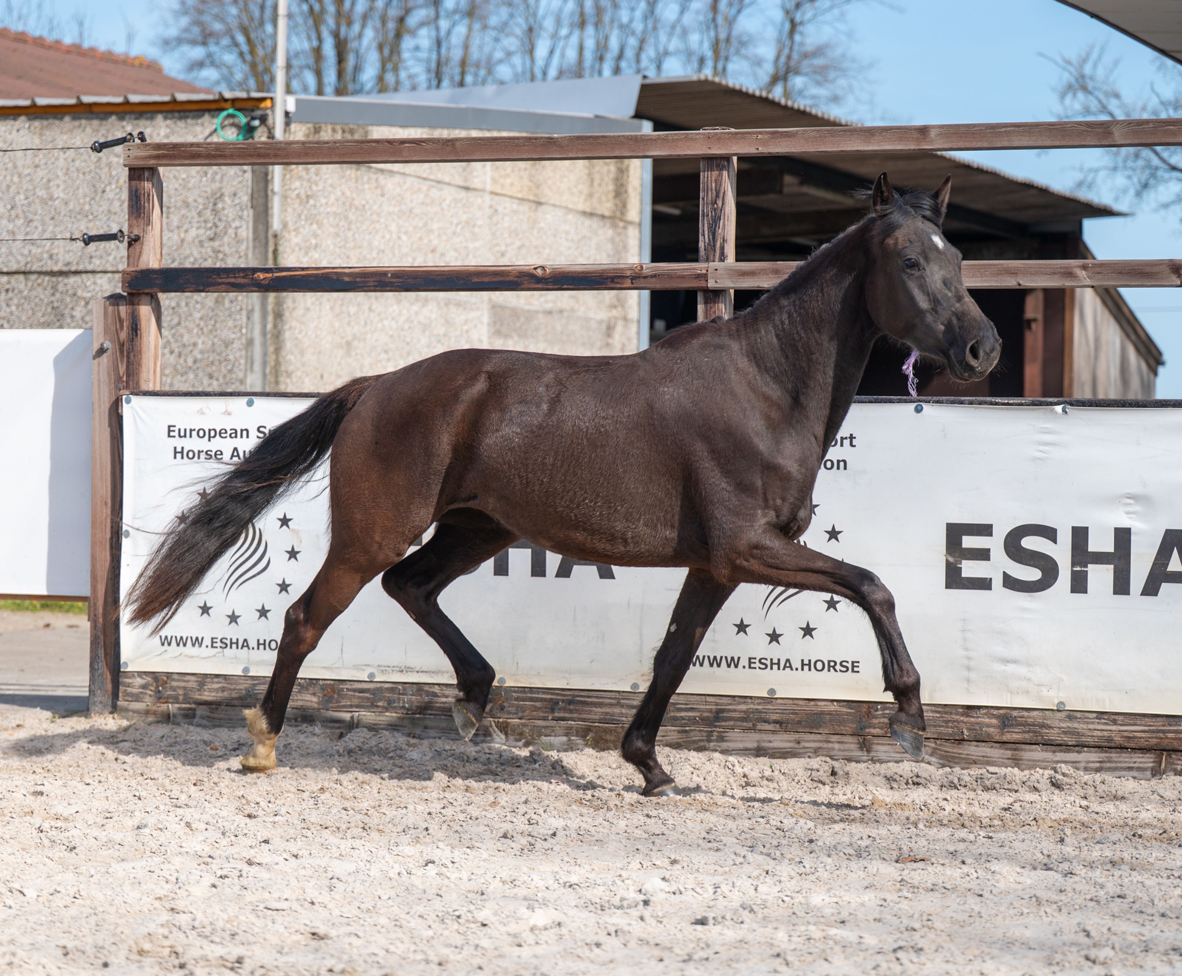 Aya Zelma vh Eusselhof (RACOON x GUARDIAN S) - Image 3