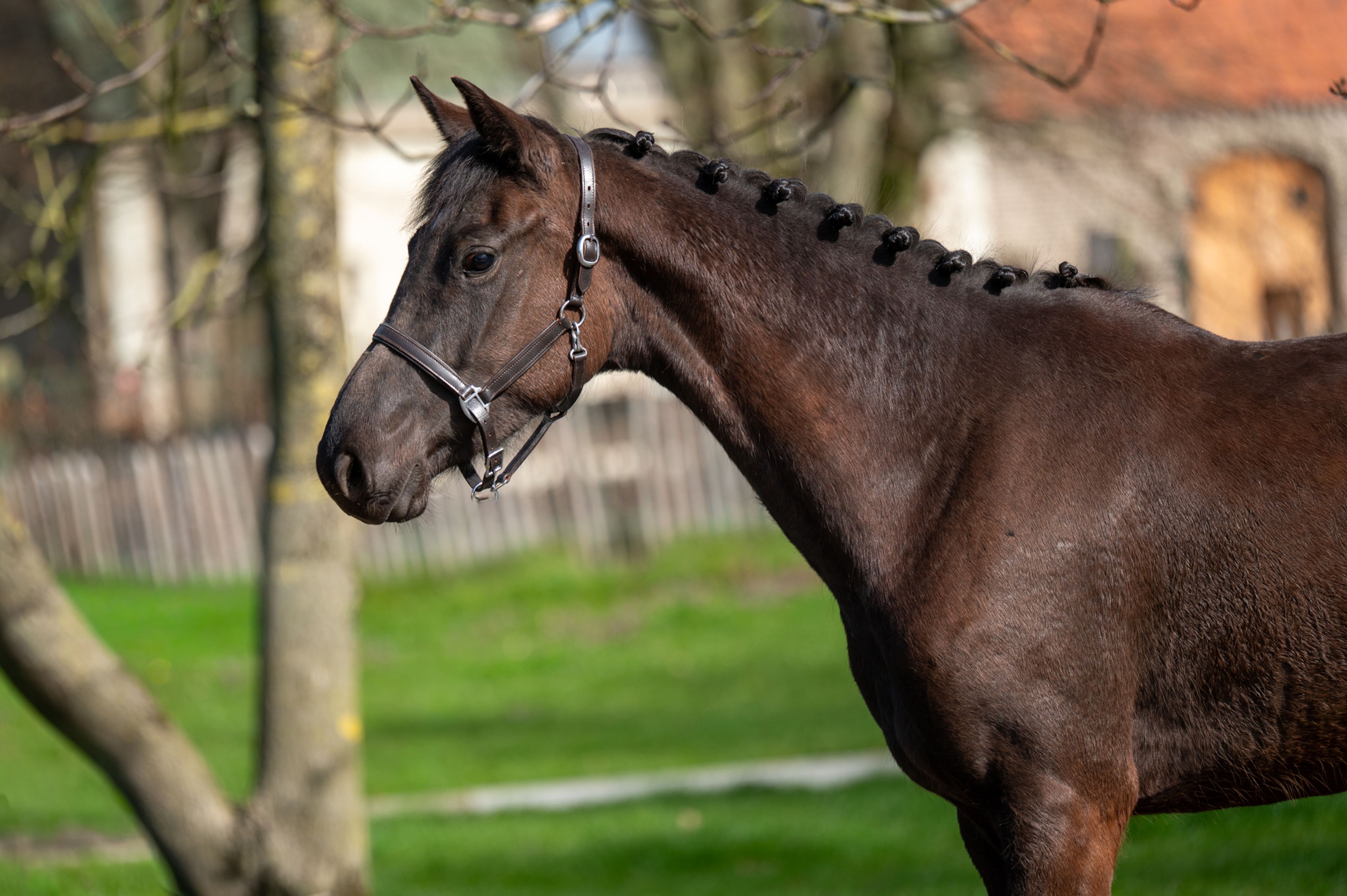 Aya Zelma vh Eusselhof (RACOON x GUARDIAN S) - Image 4