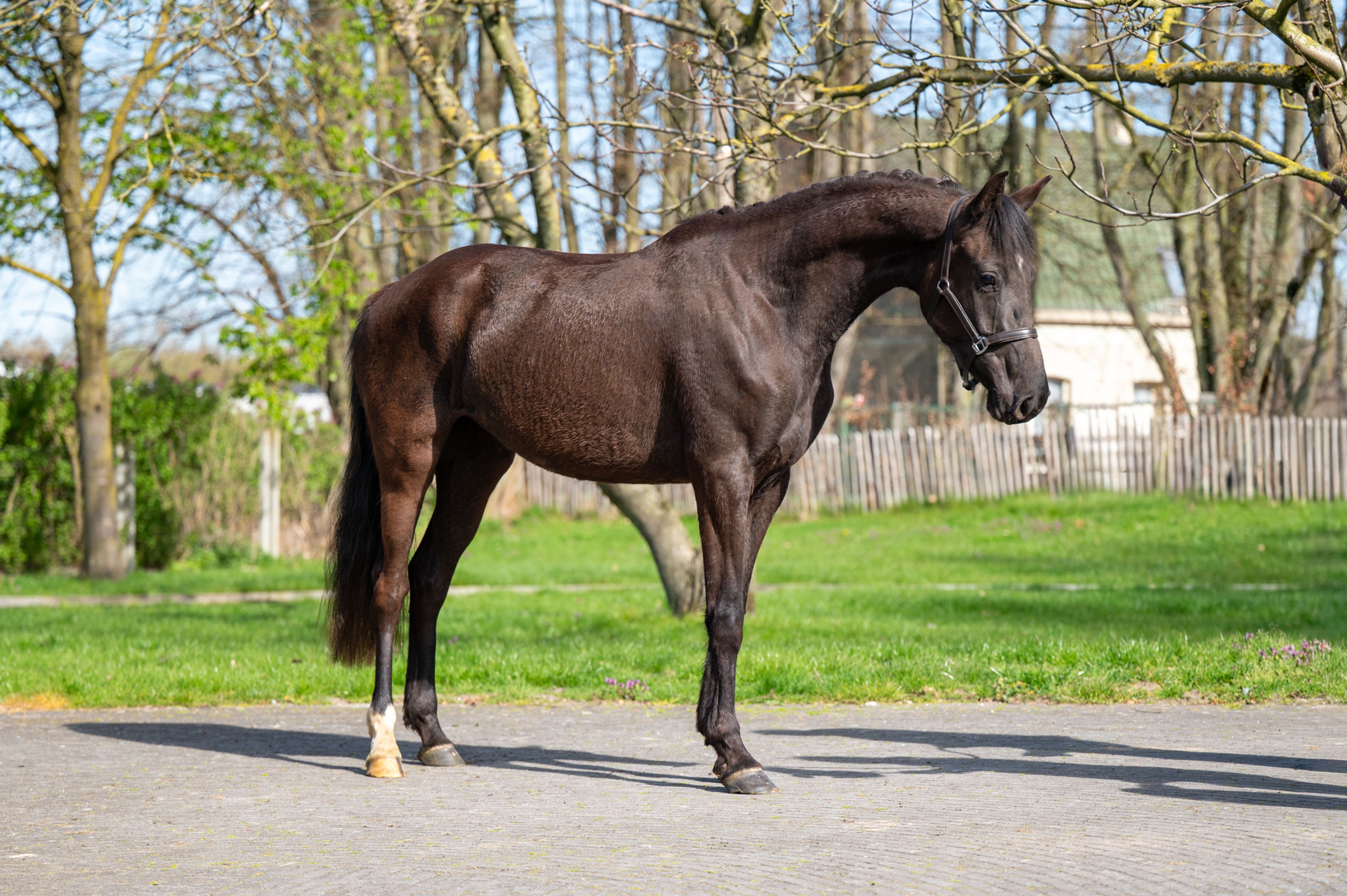 Aya Zelma vh Eusselhof (RACOON x GUARDIAN S) - Image 6