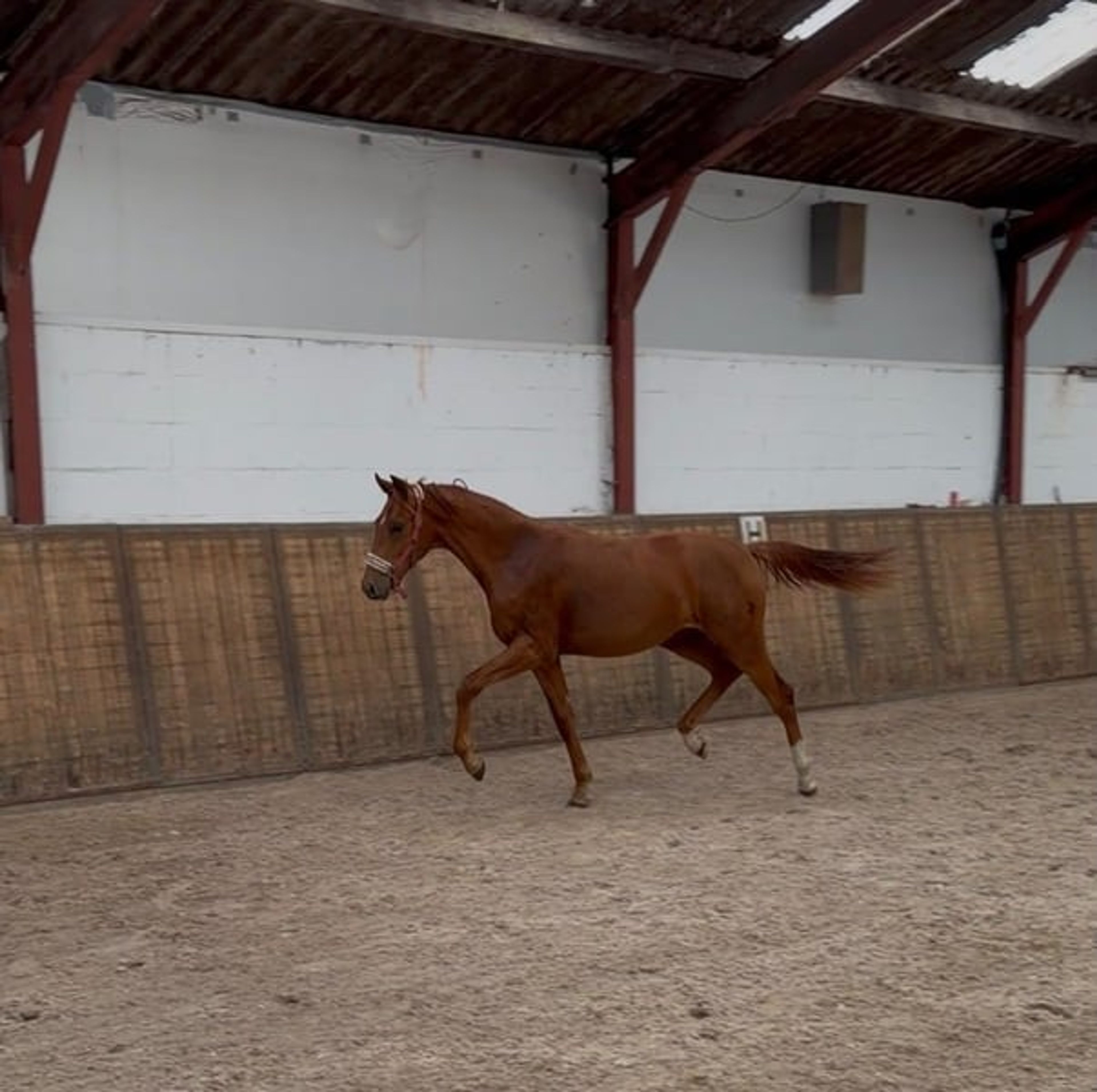 Beautiful yearling colt