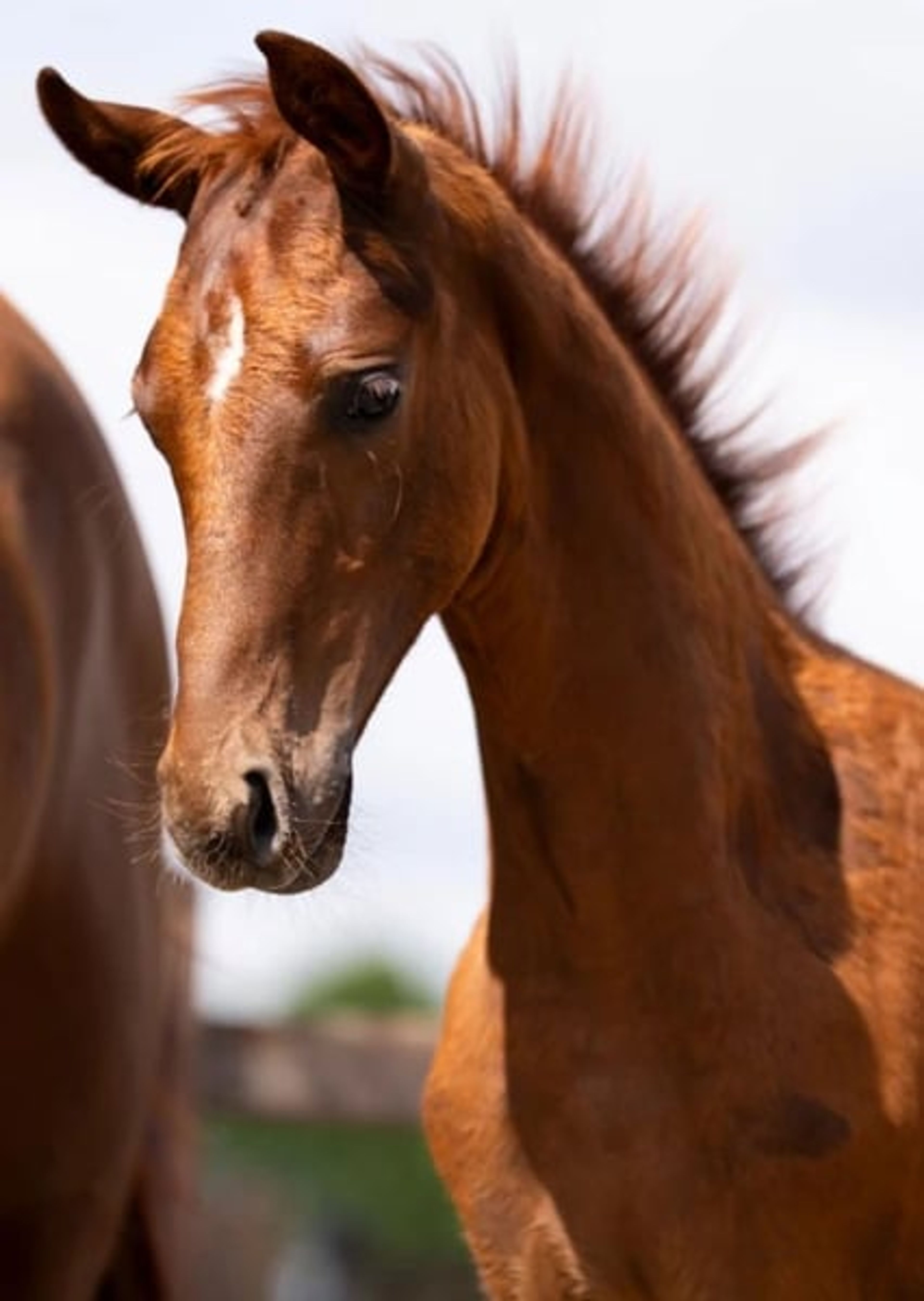 Beautiful yearling colt - Image 2