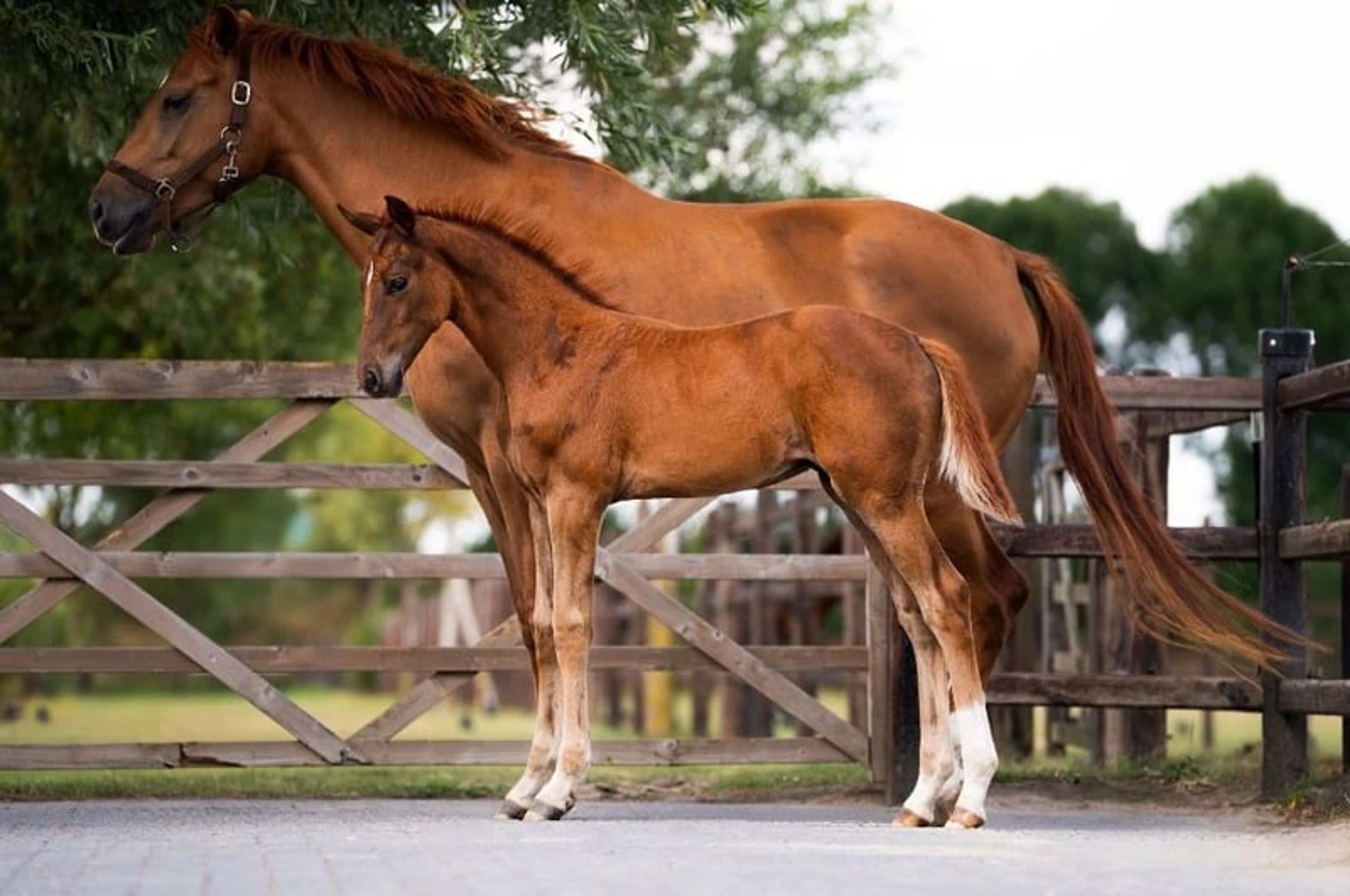 Beautiful yearling colt - Image 3