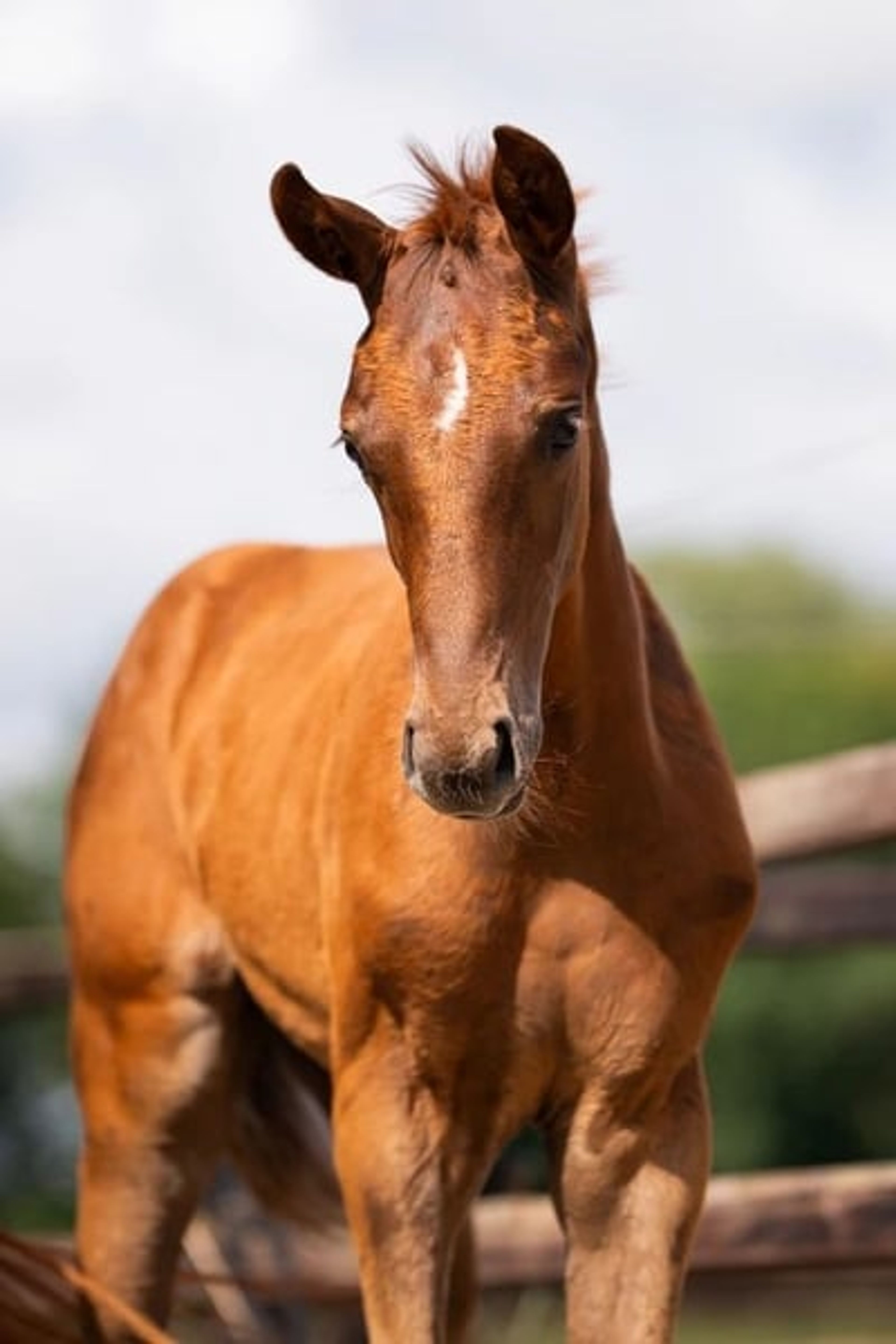Beautiful yearling colt - Image 4