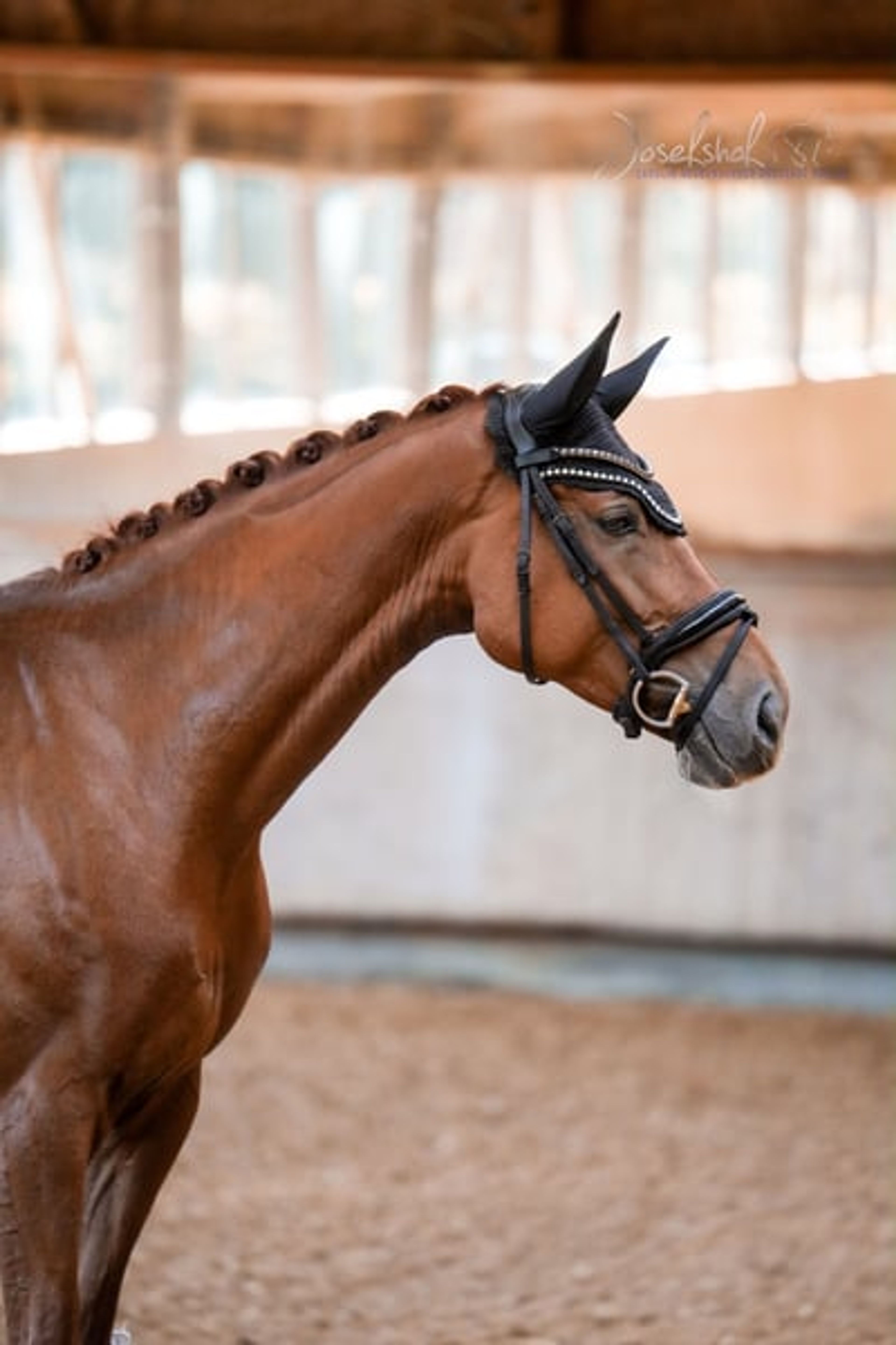 Toto Gold mare with stunning looks