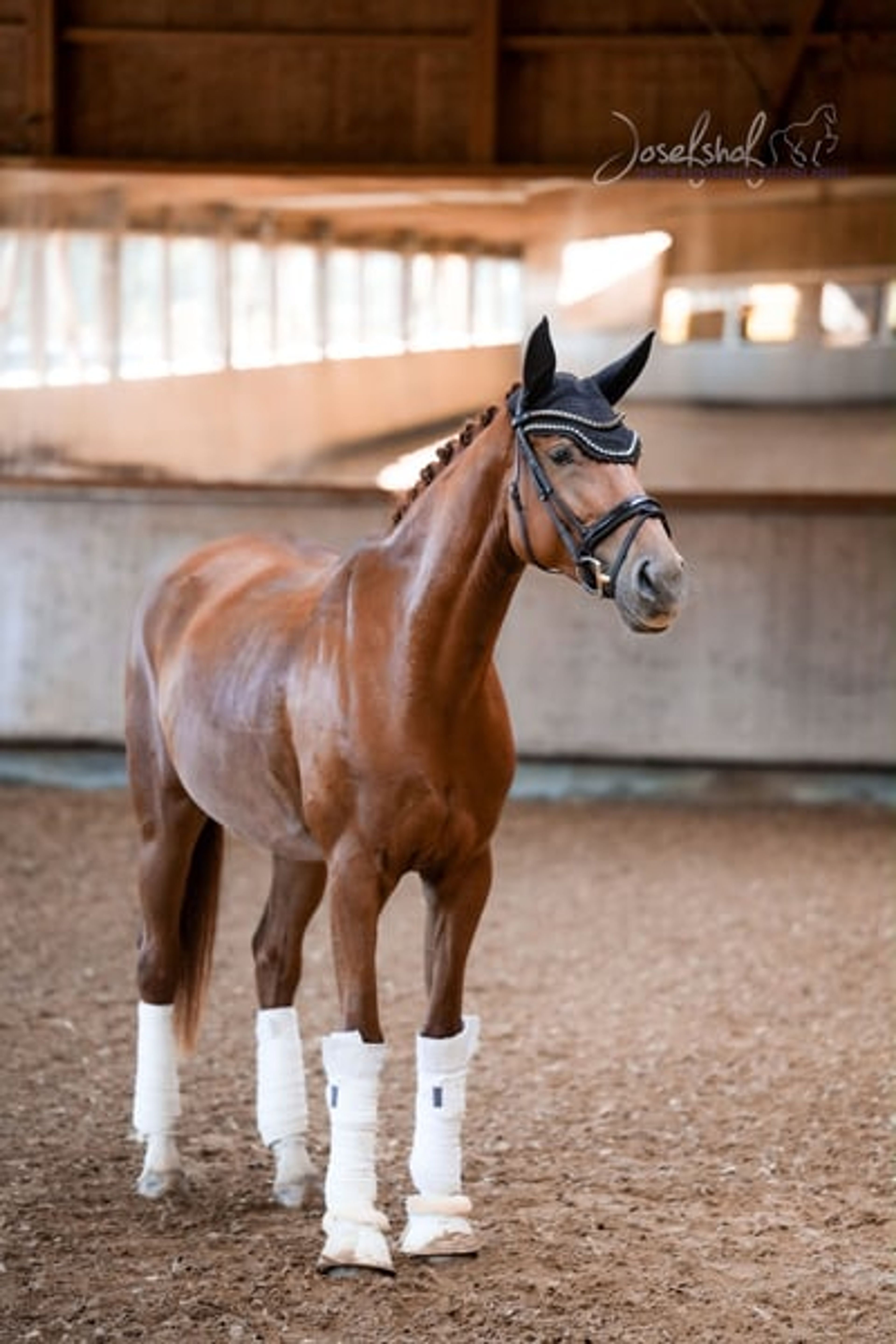 Toto Gold mare with stunning looks - Image 2