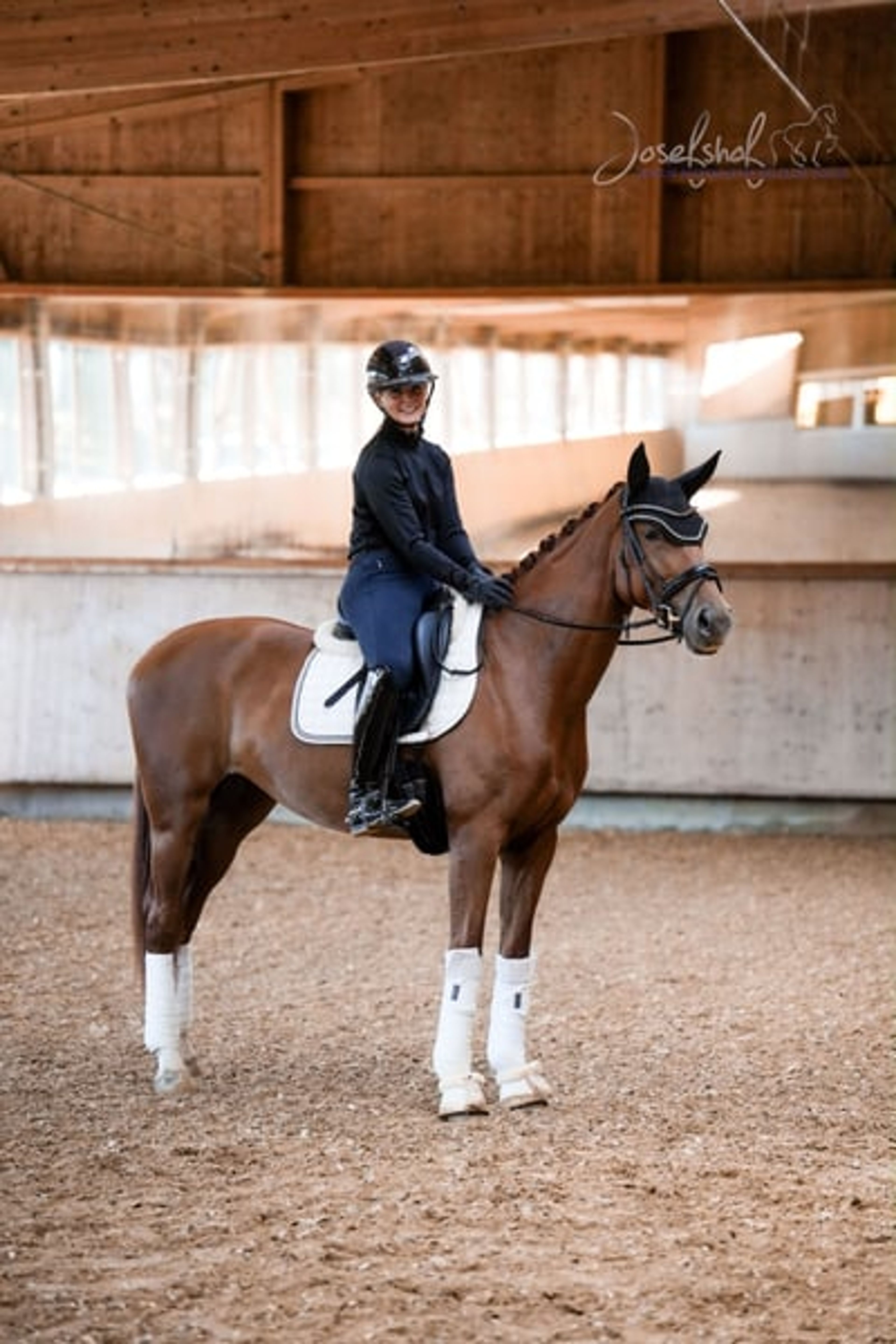 Toto Gold mare with stunning looks - Image 3