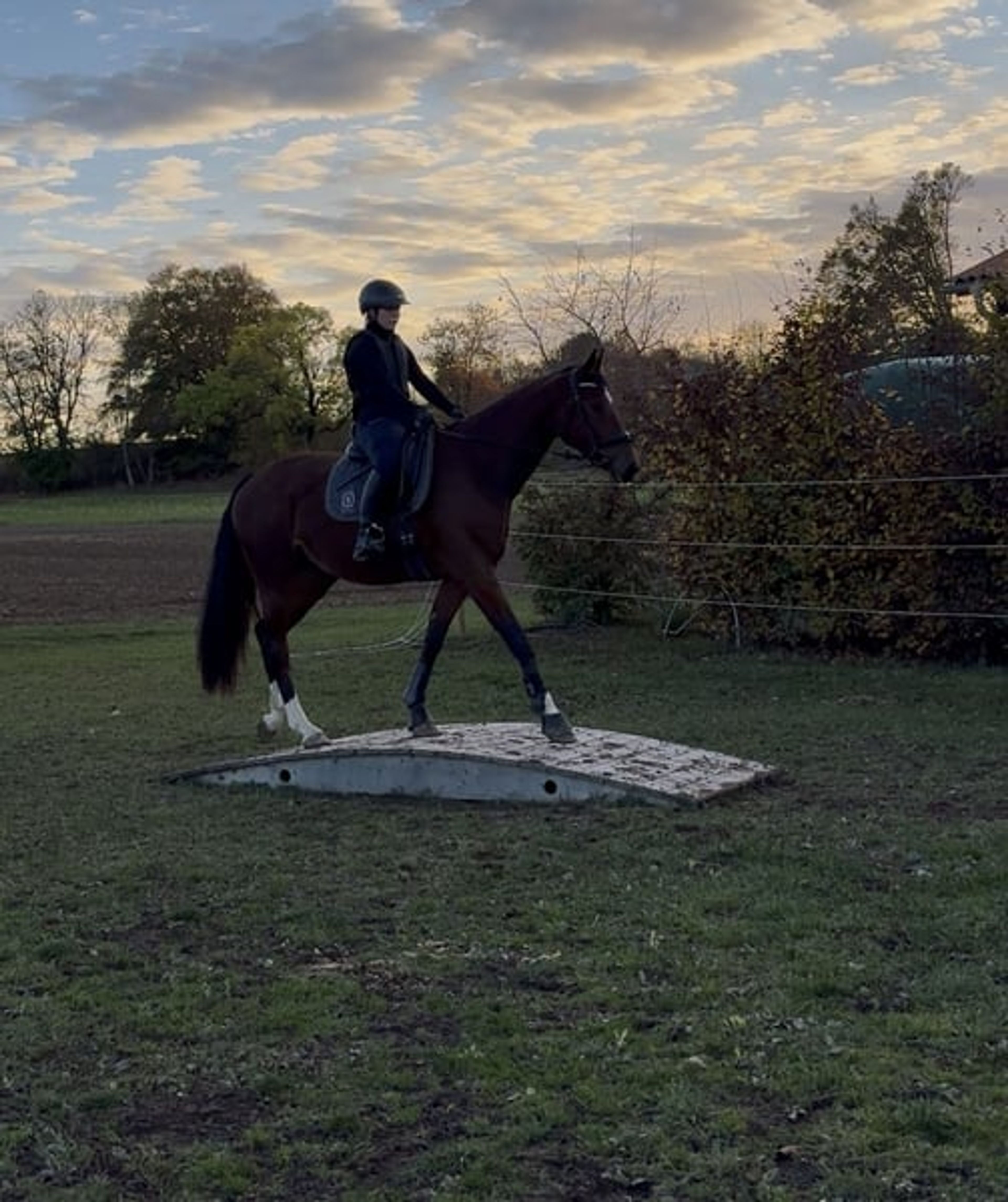 Great 3-year-old mare - Image 2