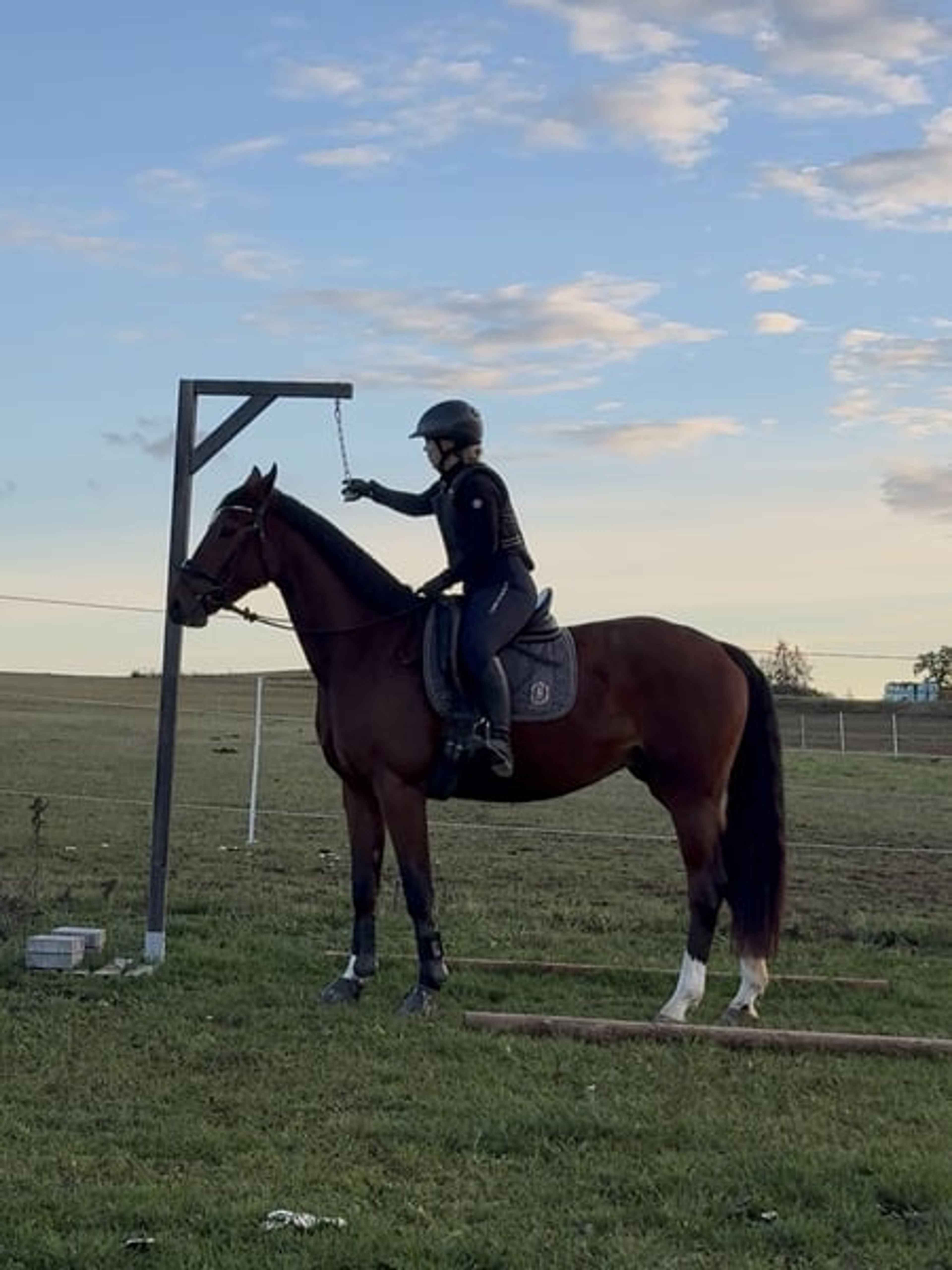 Great 3-year-old mare - Image 3
