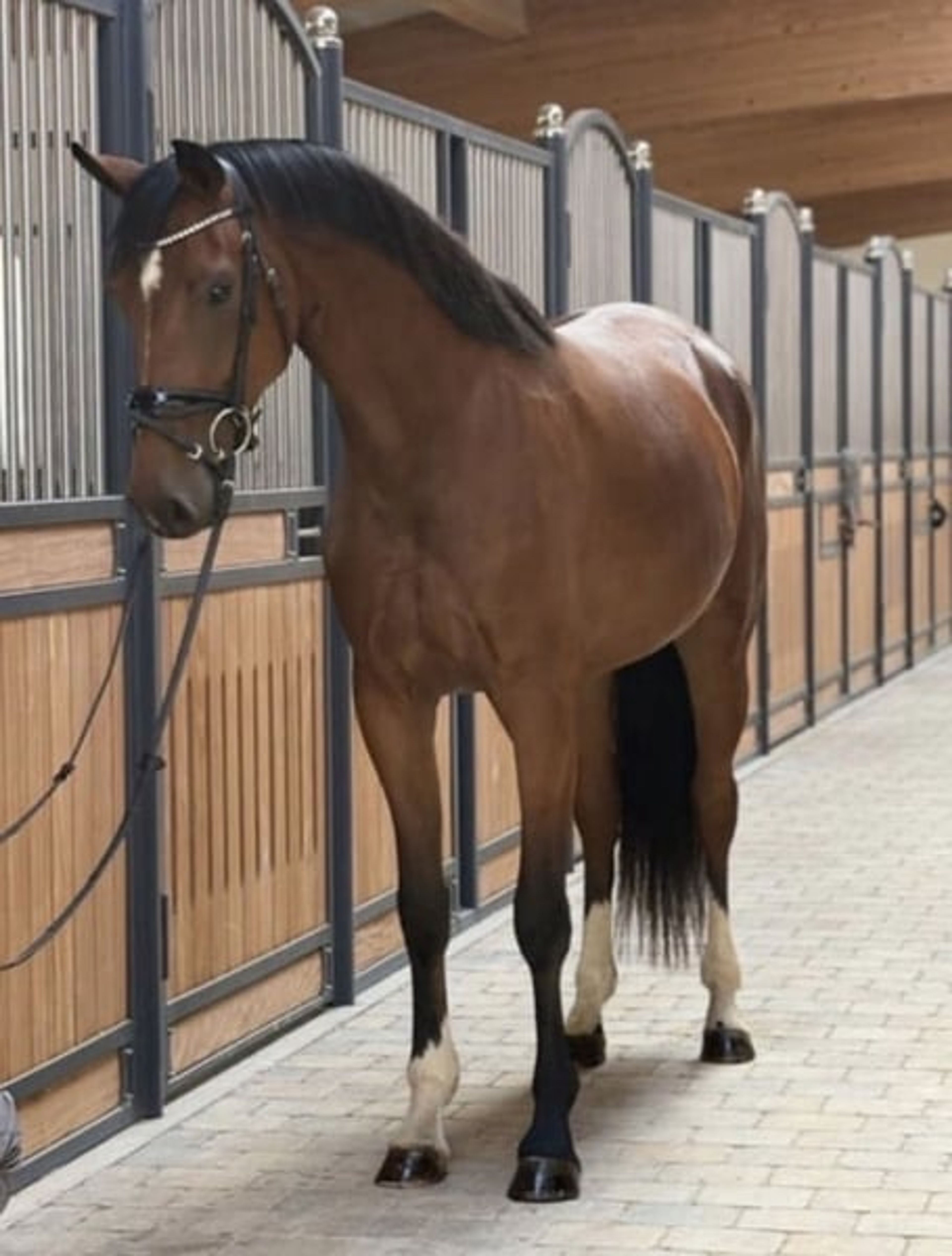 Great 3-year-old mare - Image 4