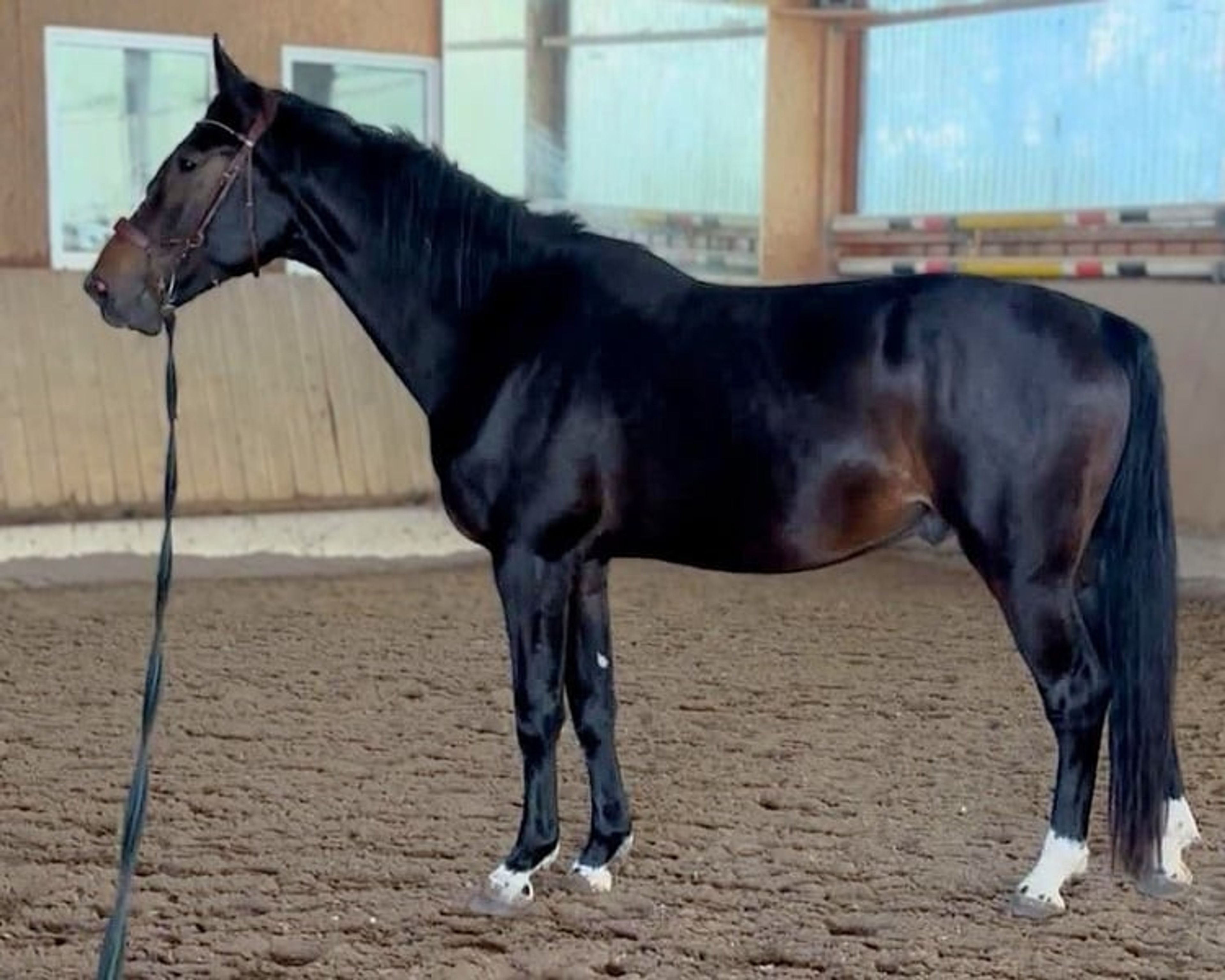 Show-jumping gelding by Prince Clintus – Special offer!