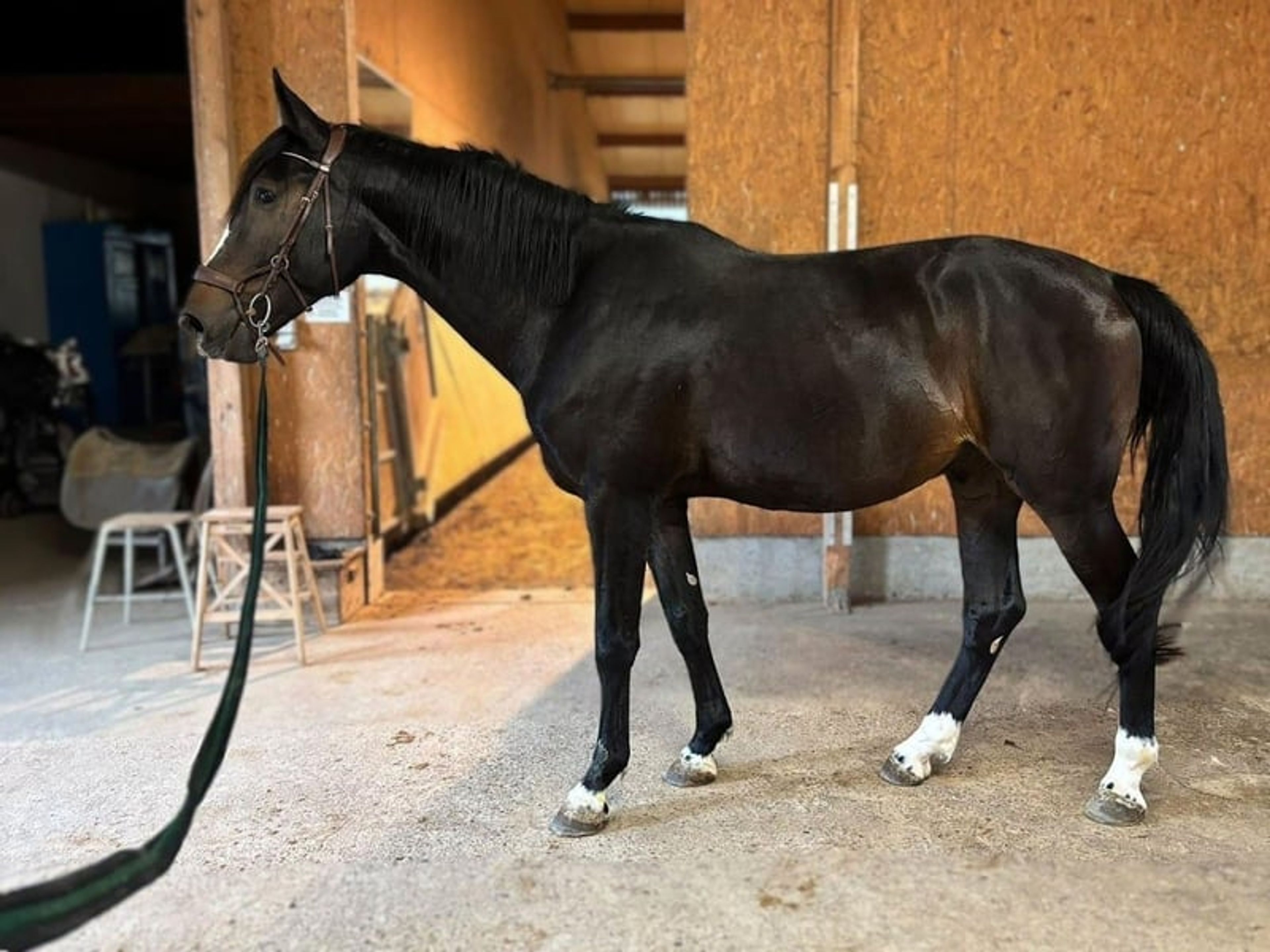 Show-jumping gelding by Prince Clintus – Special offer! - Image 2