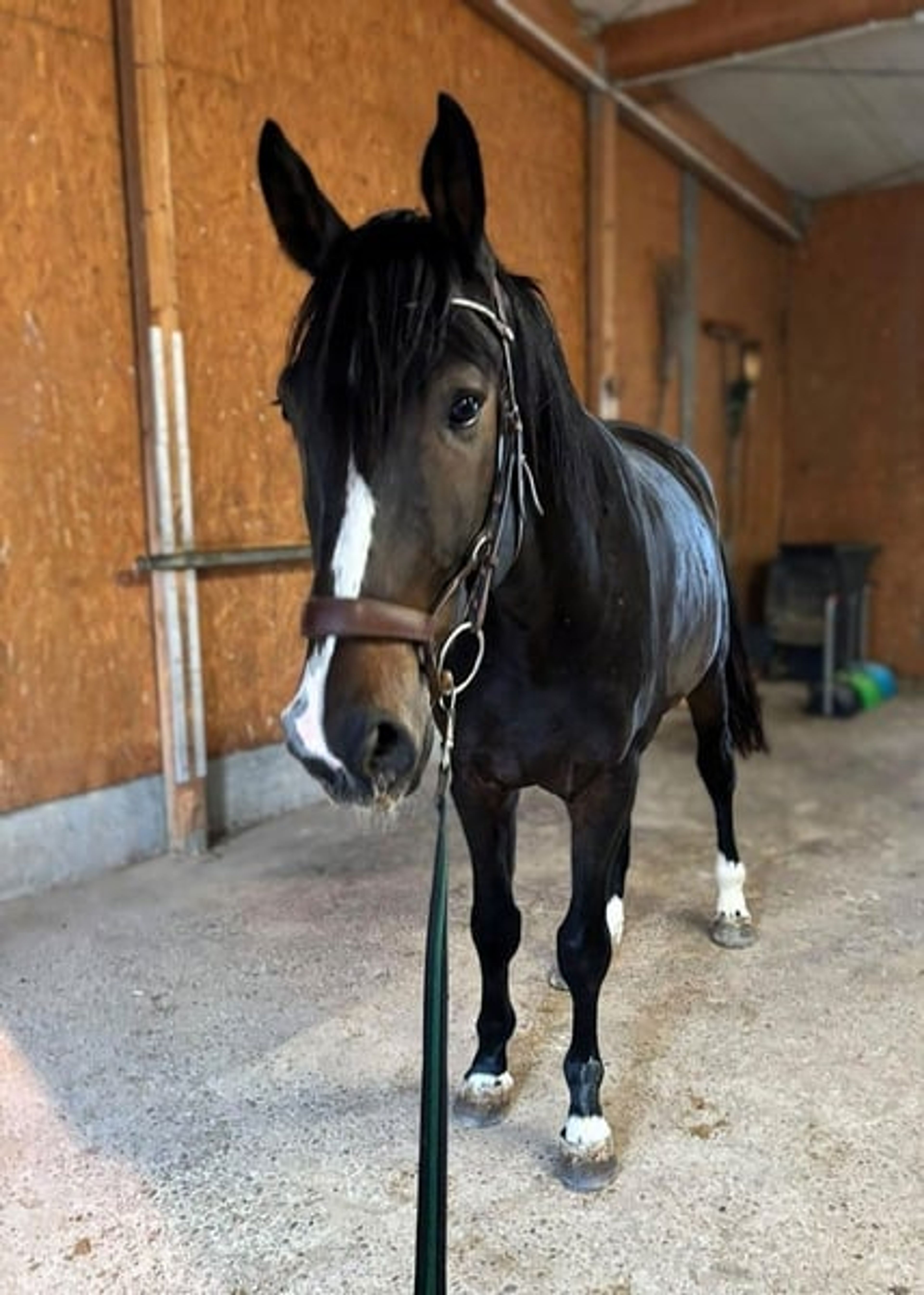 Show-jumping gelding by Prince Clintus – Special offer! - Image 3