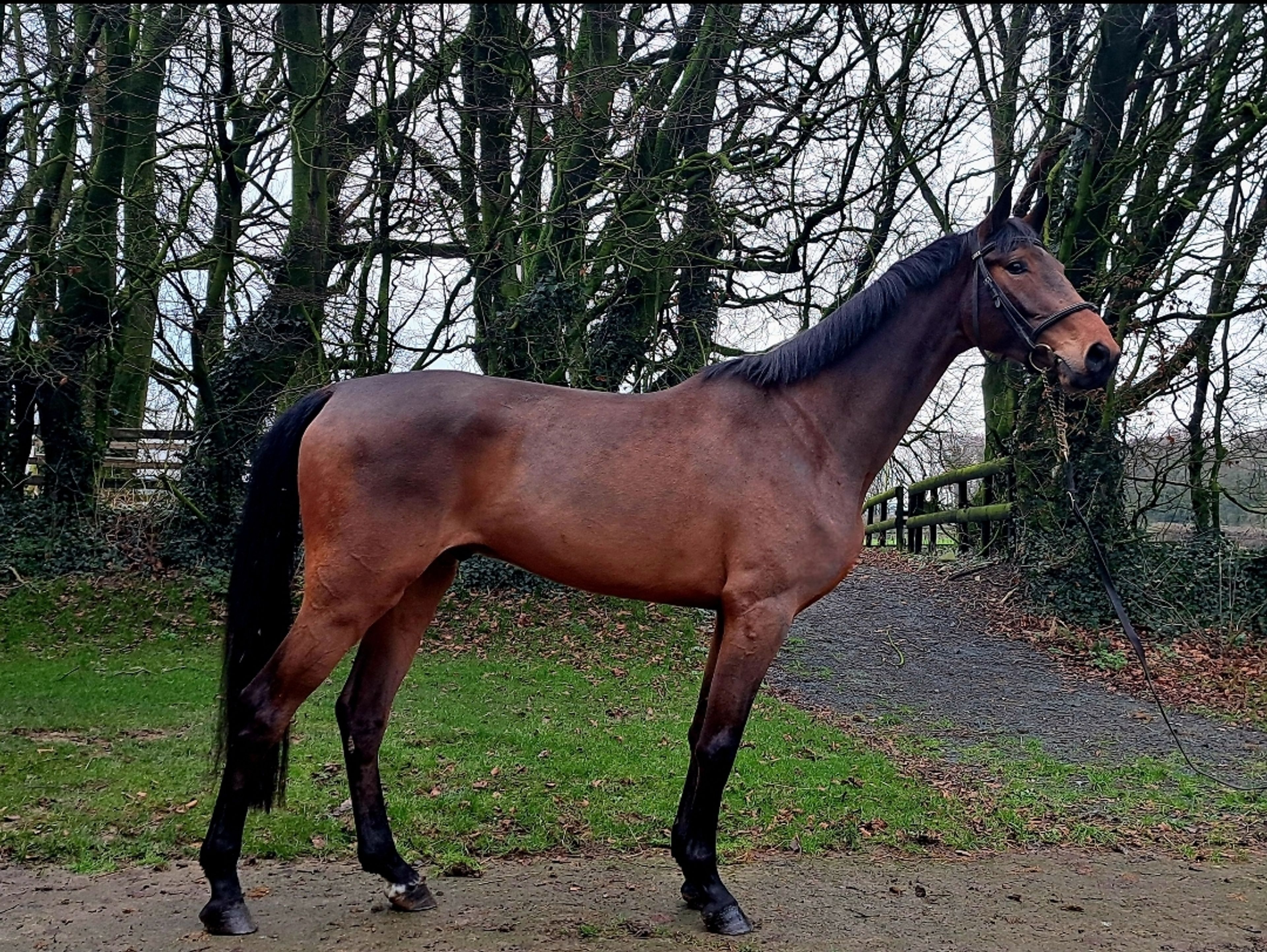 Sunny Boy (CARRERA VDL x HOLD UP PREMIER) - Image 1
