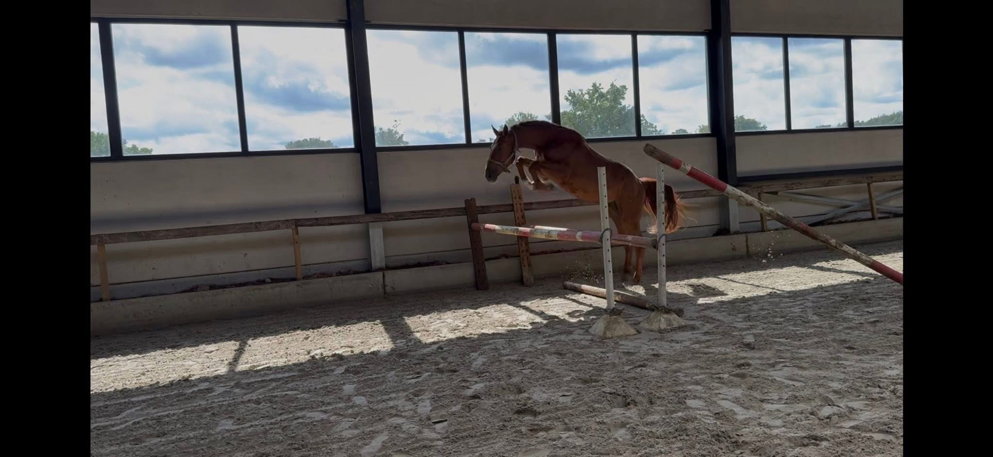 Duo Penotti VH Bernumhof Z (DENZEL VT MEULENHOF  x DARCO) - Image 1