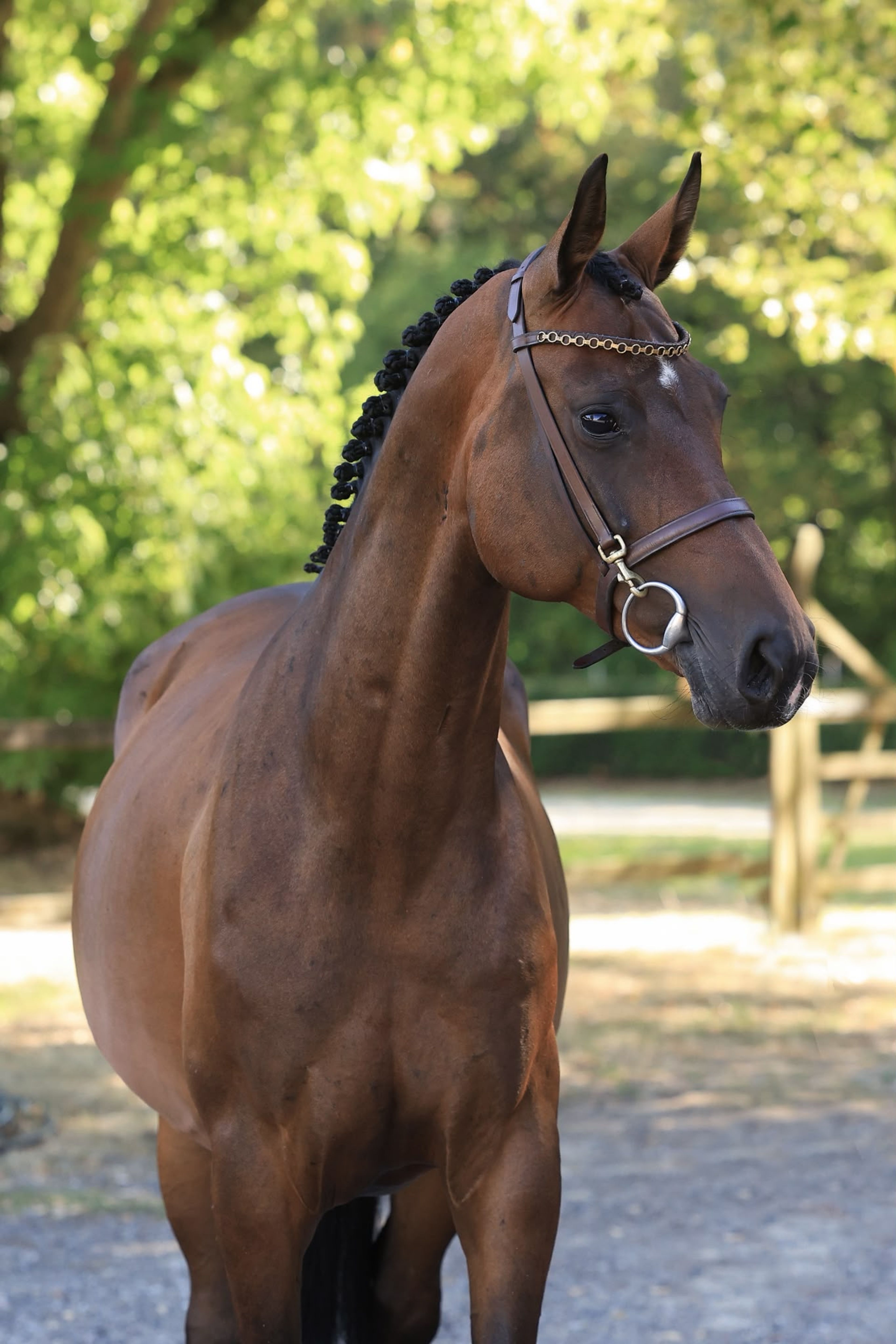 Criespie ☆ (CHOPIN VA x DIARADO) - Image 3
