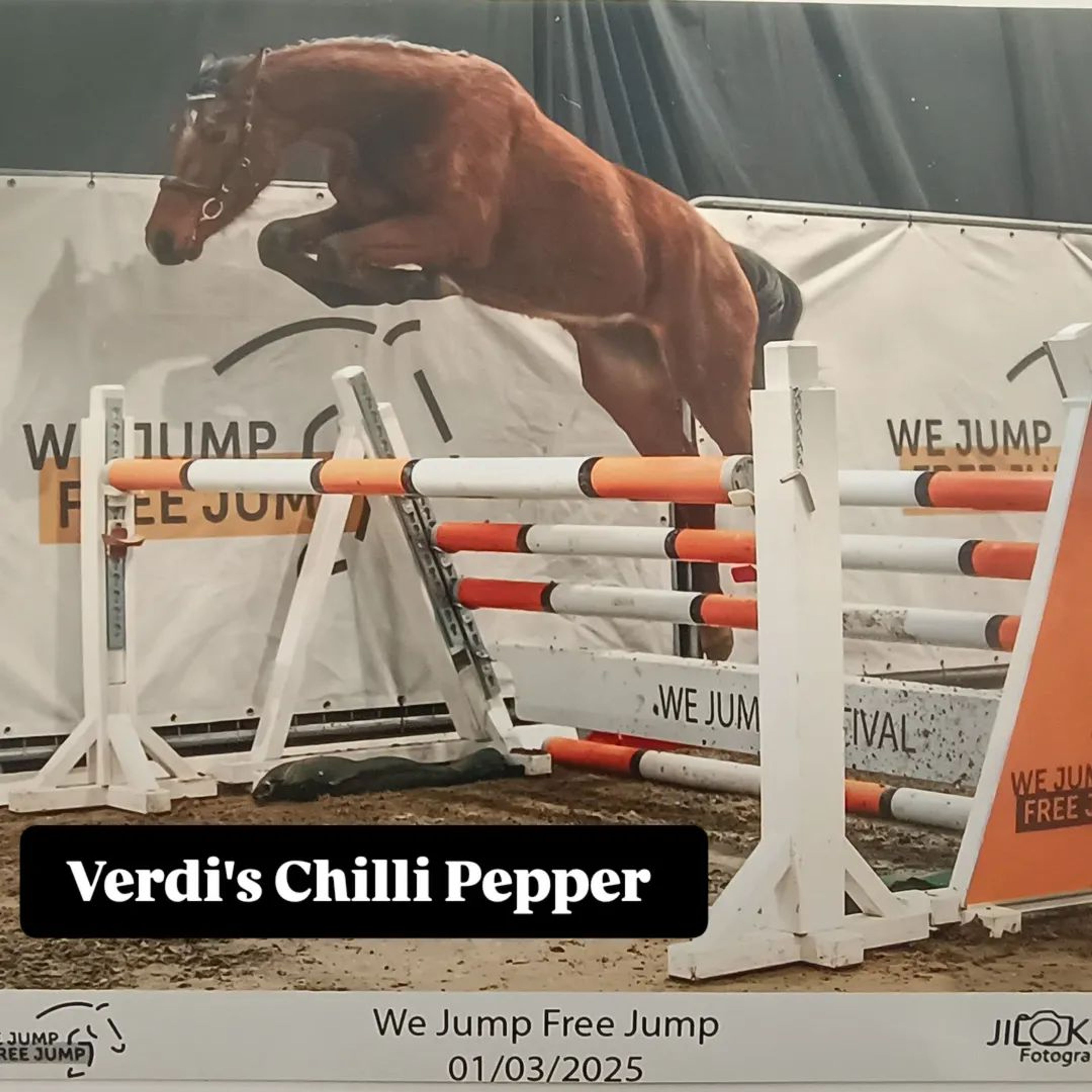Verdi's Chilli Pepper ☆ (CHILLAX WILLI VAN'T HUKA x QUORUM DE LAUBRY) - Image 10