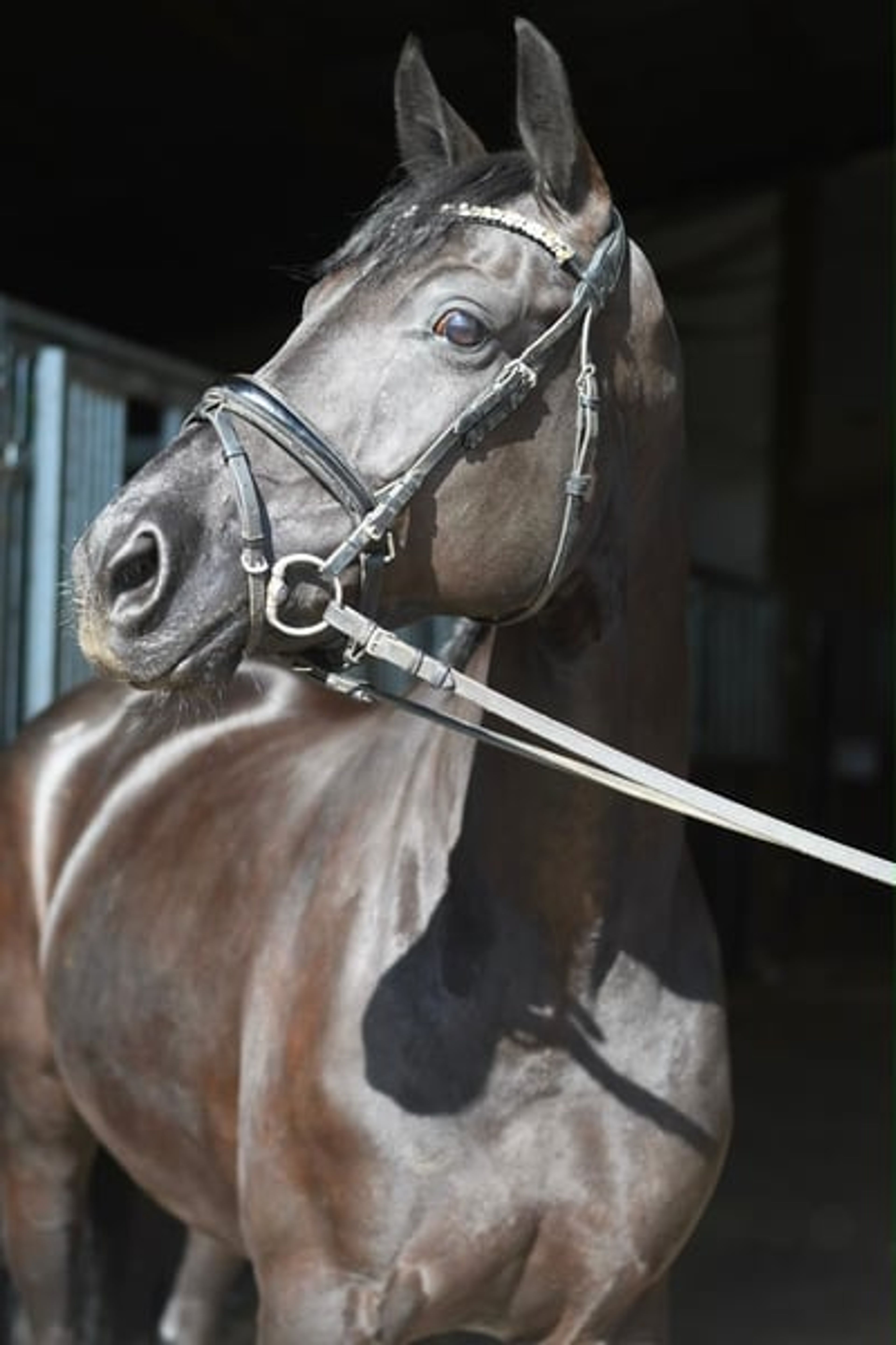 Jet-Black Beauty Dressage Horse