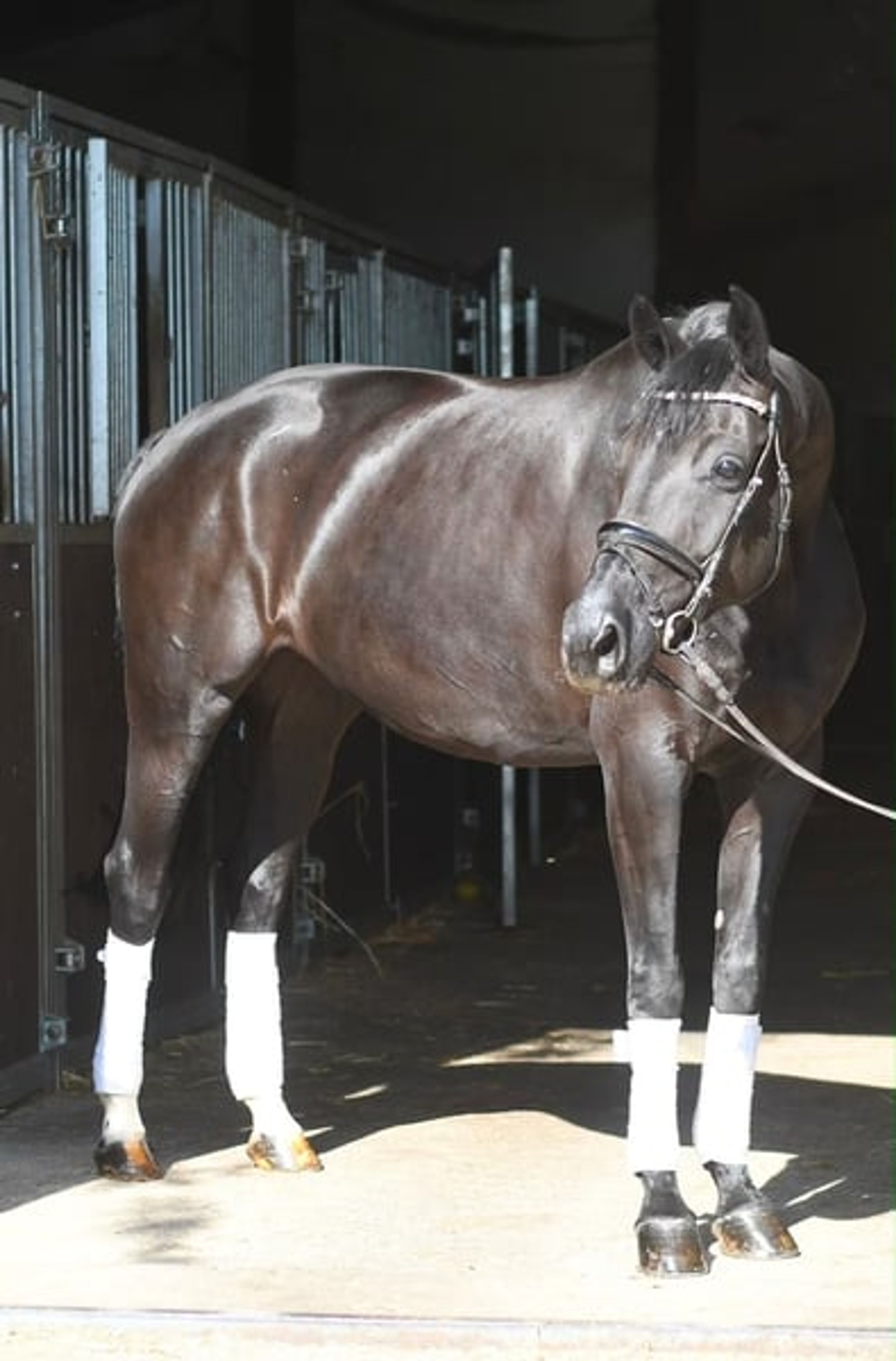Jet-Black Beauty Dressage Horse - Image 2