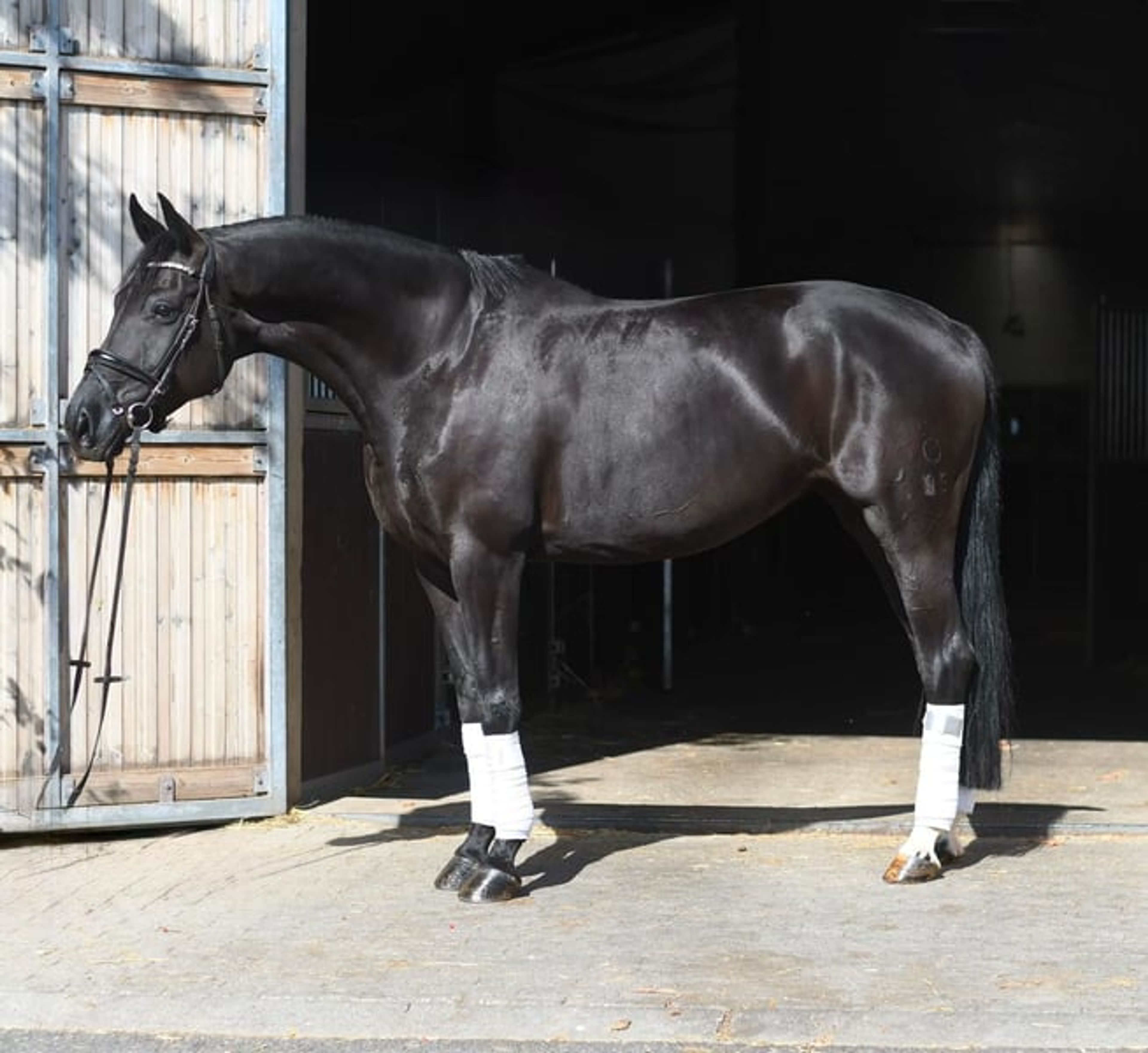 Jet-Black Beauty Dressage Horse - Image 3