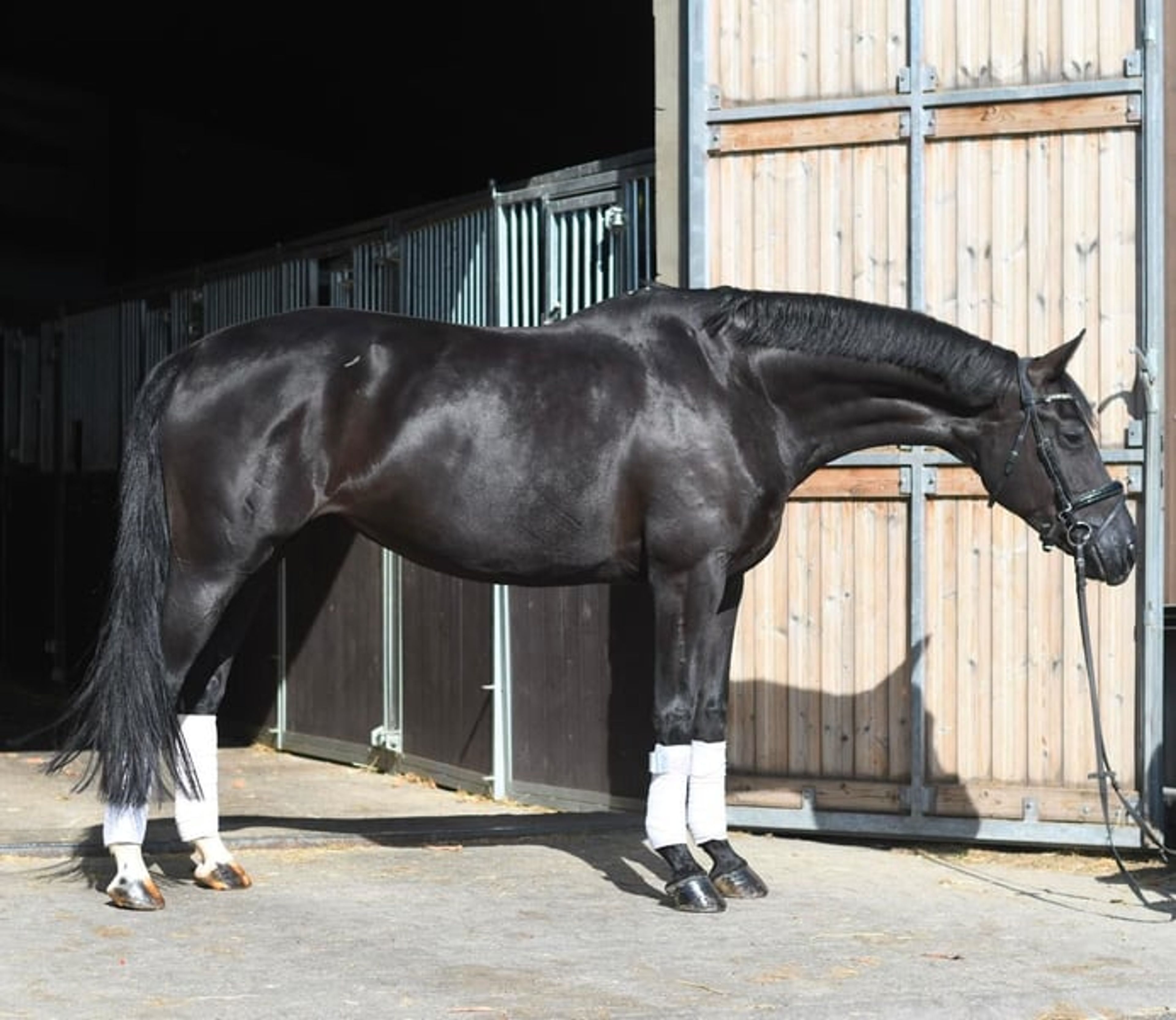 Jet-Black Beauty Dressage Horse - Image 4