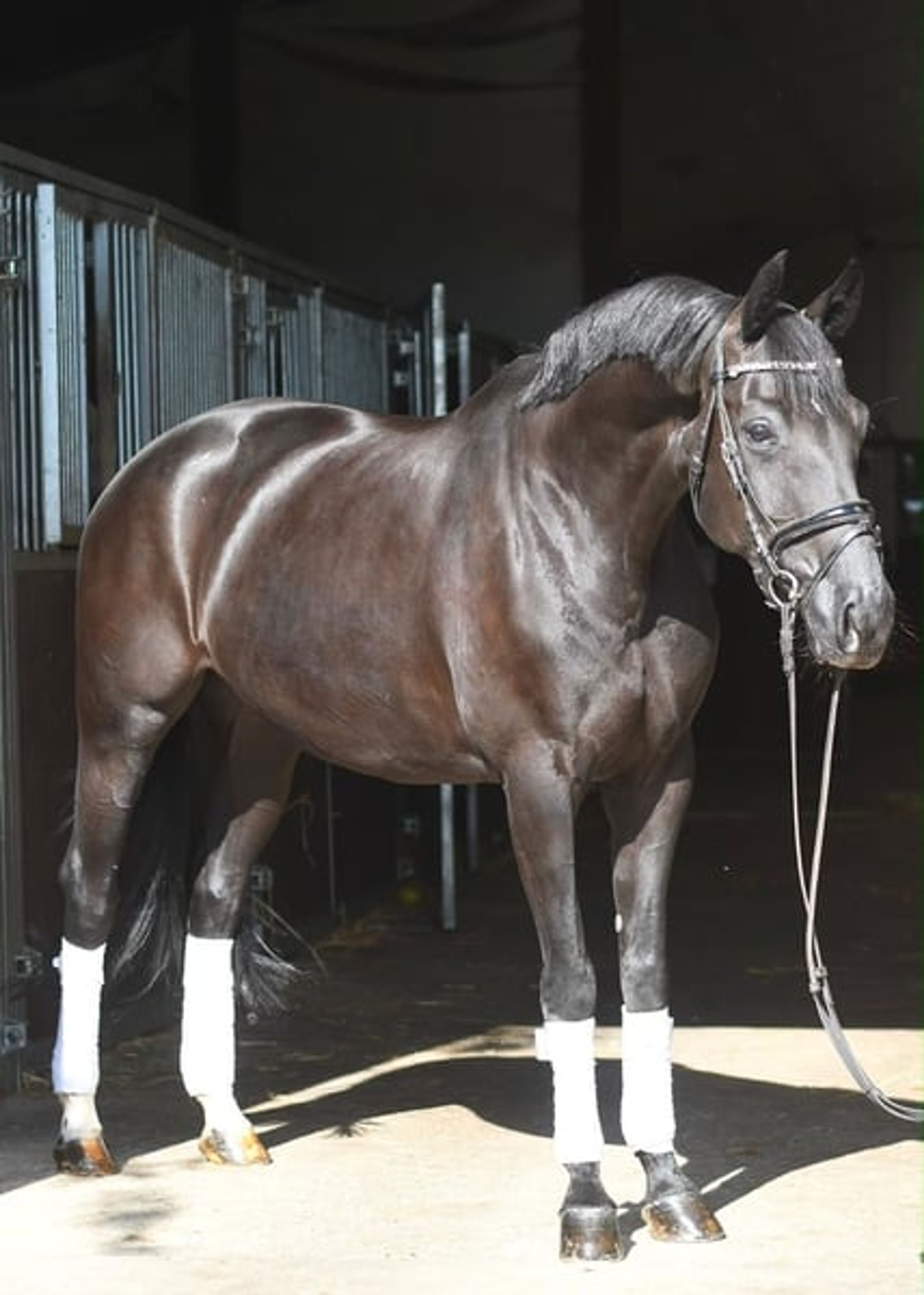 Jet-Black Beauty Dressage Horse - Image 5