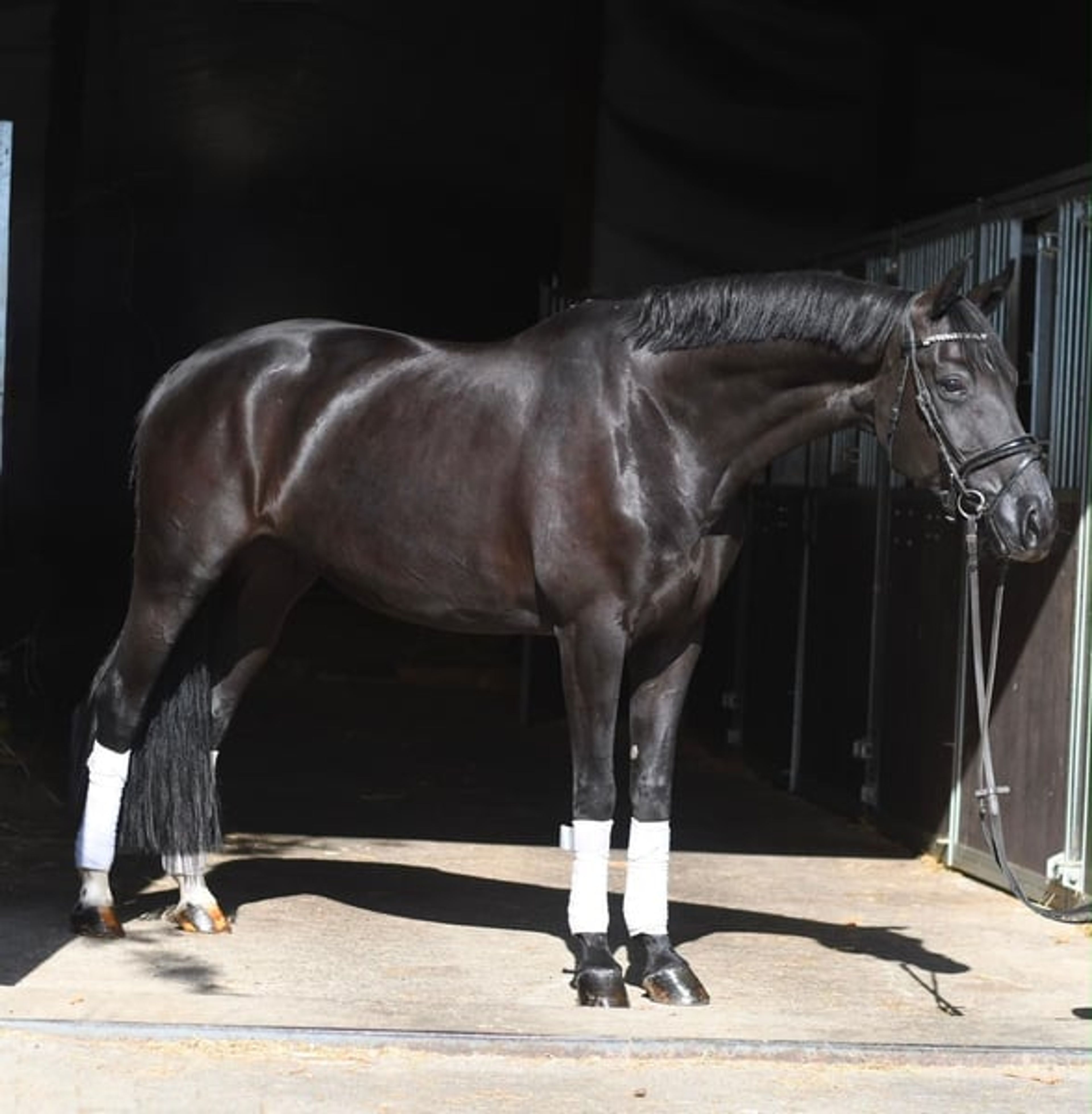Jet-Black Beauty Dressage Horse - Image 6