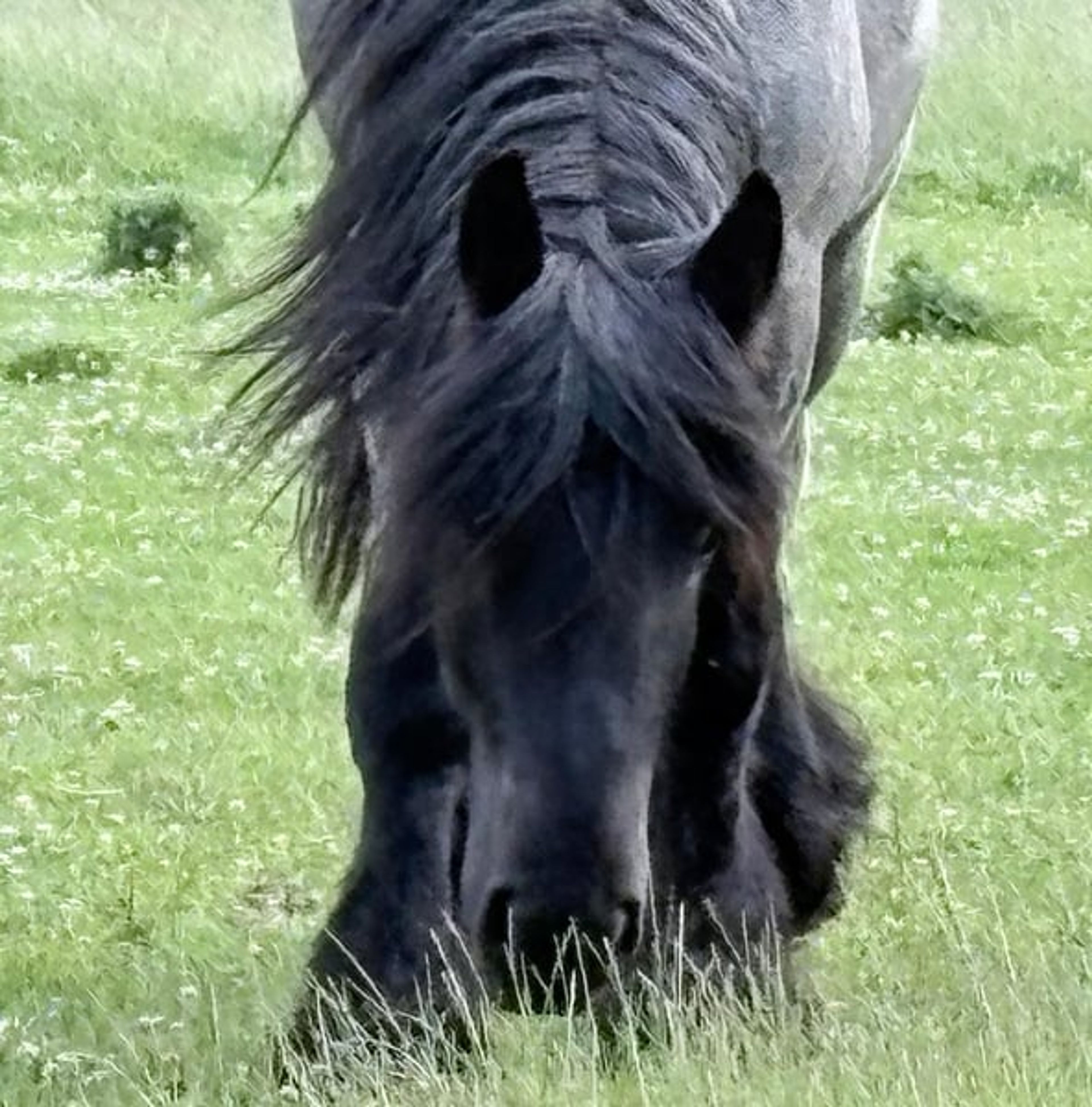 On the way to becoming a reliable riding horse