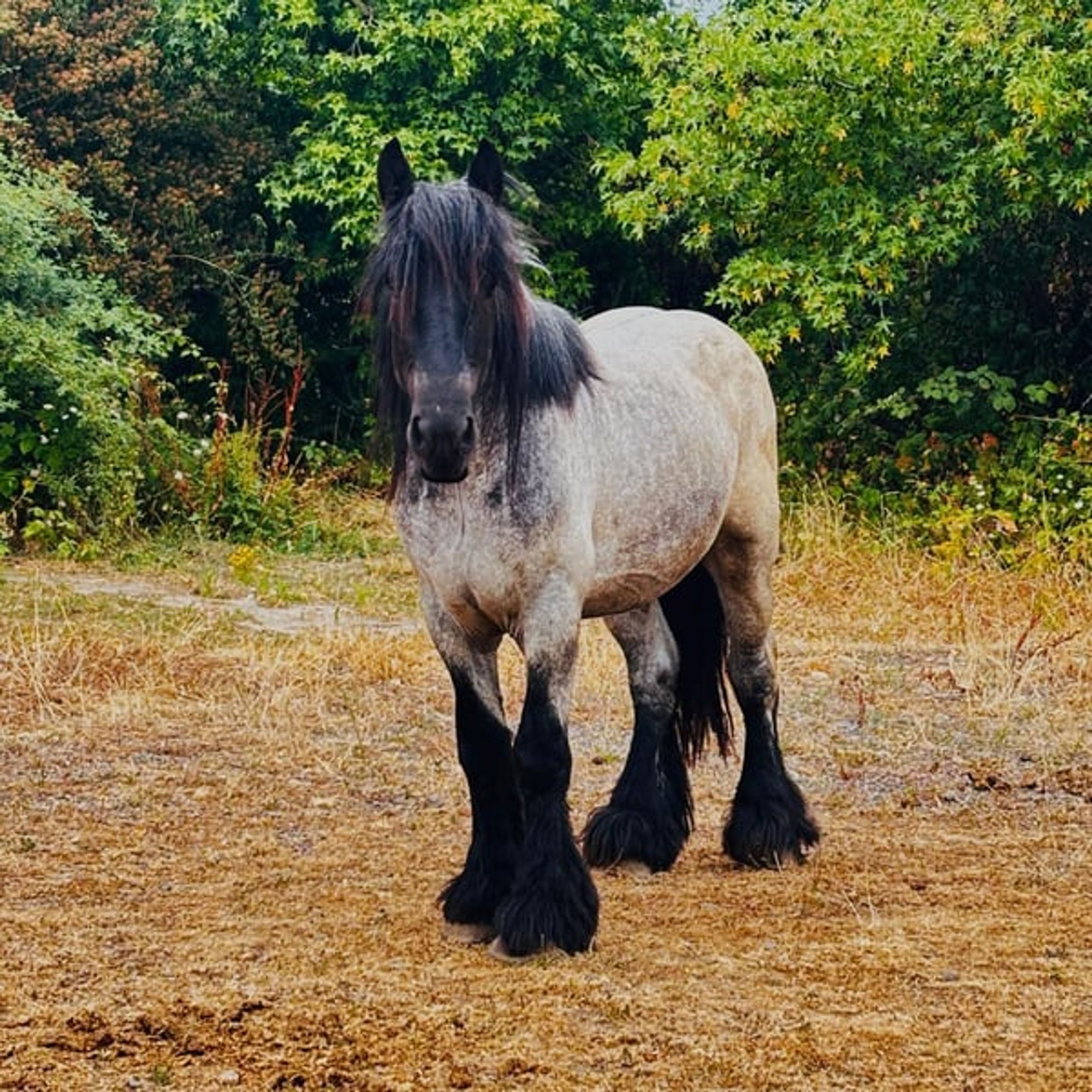 On the way to becoming a reliable riding horse - Image 2