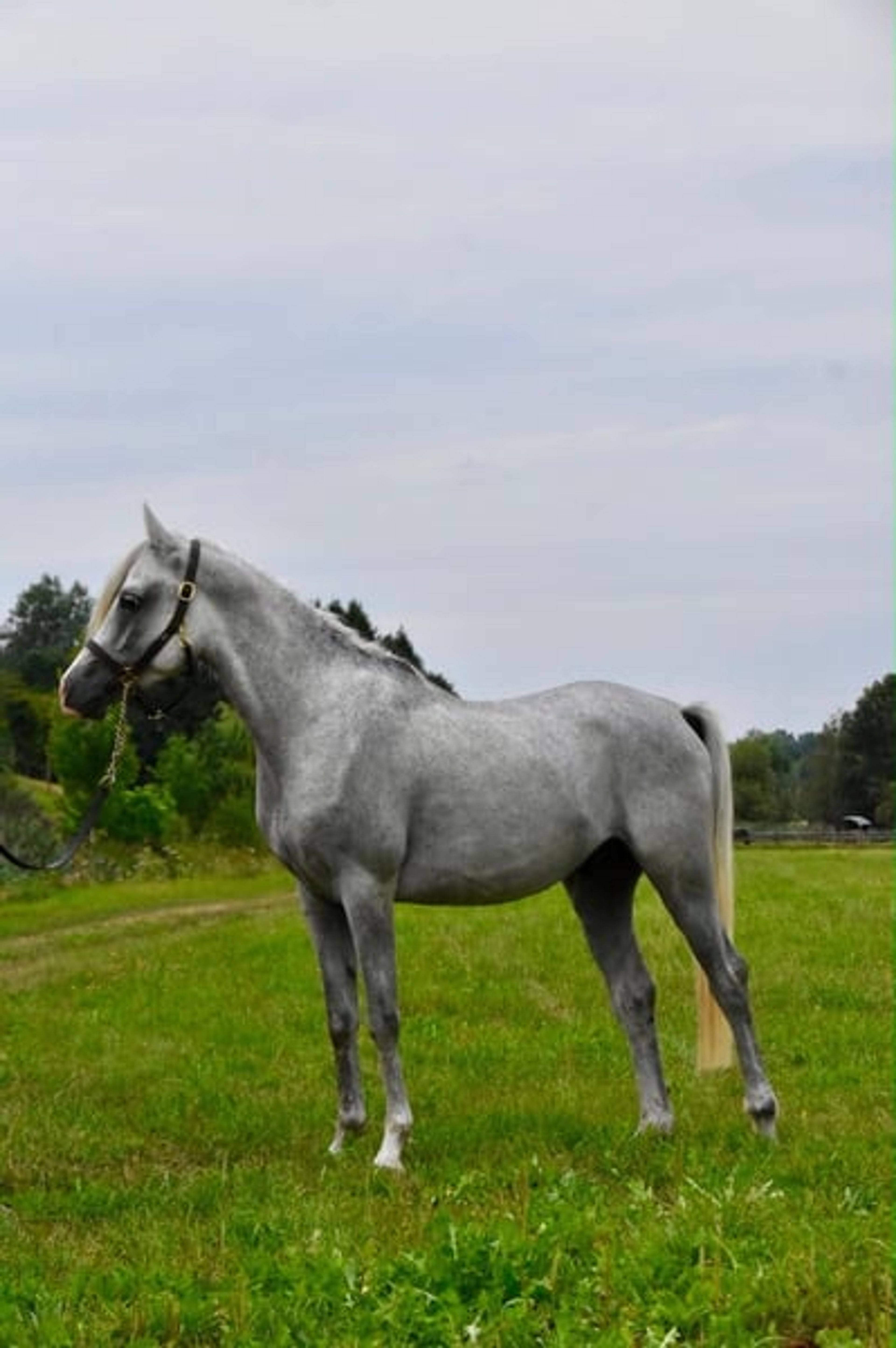 Nasmat Nur El Dine - Image 2