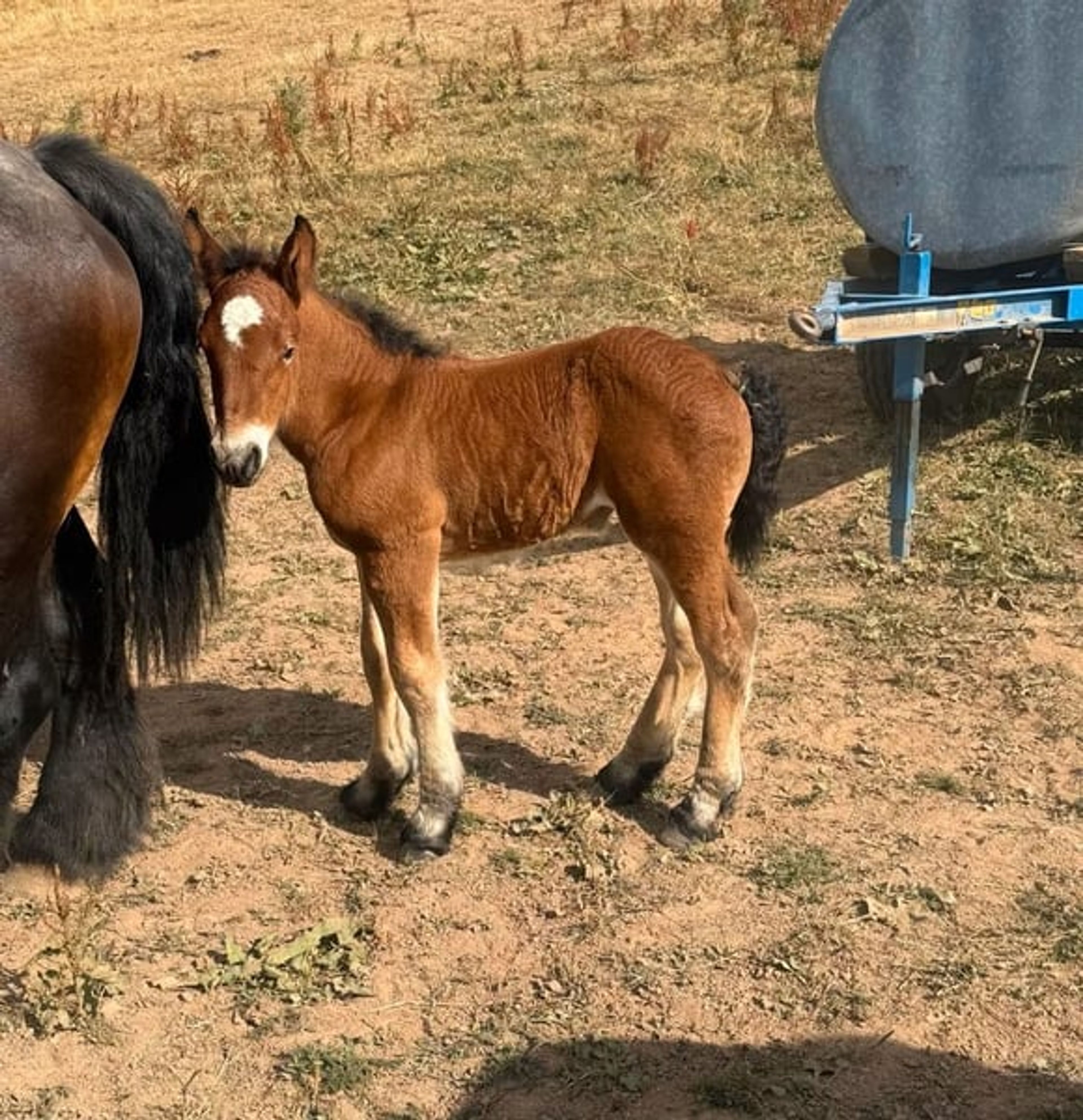 Beautiful purebred Ardennes filly