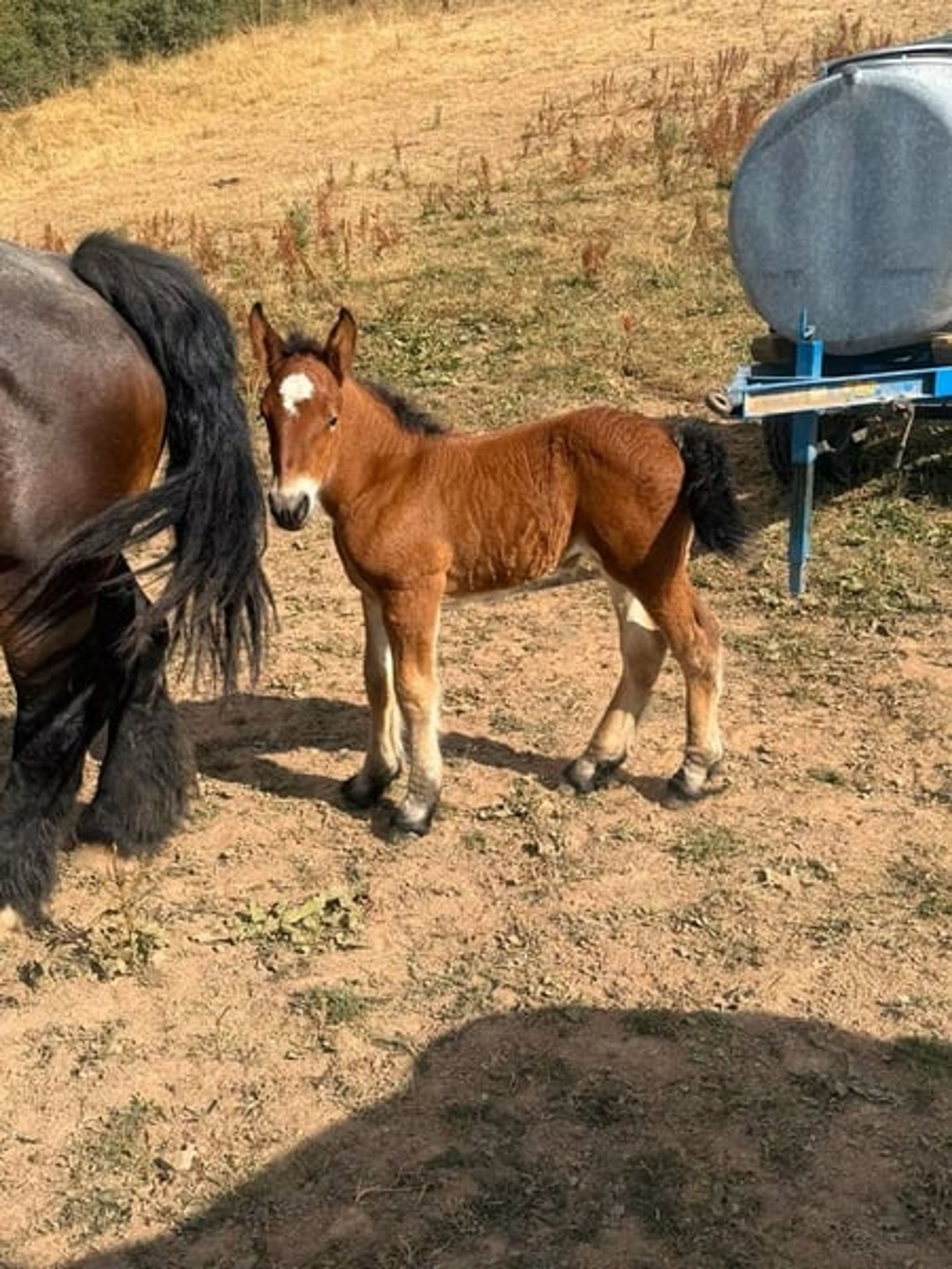 Beautiful purebred Ardennes filly - Image 2
