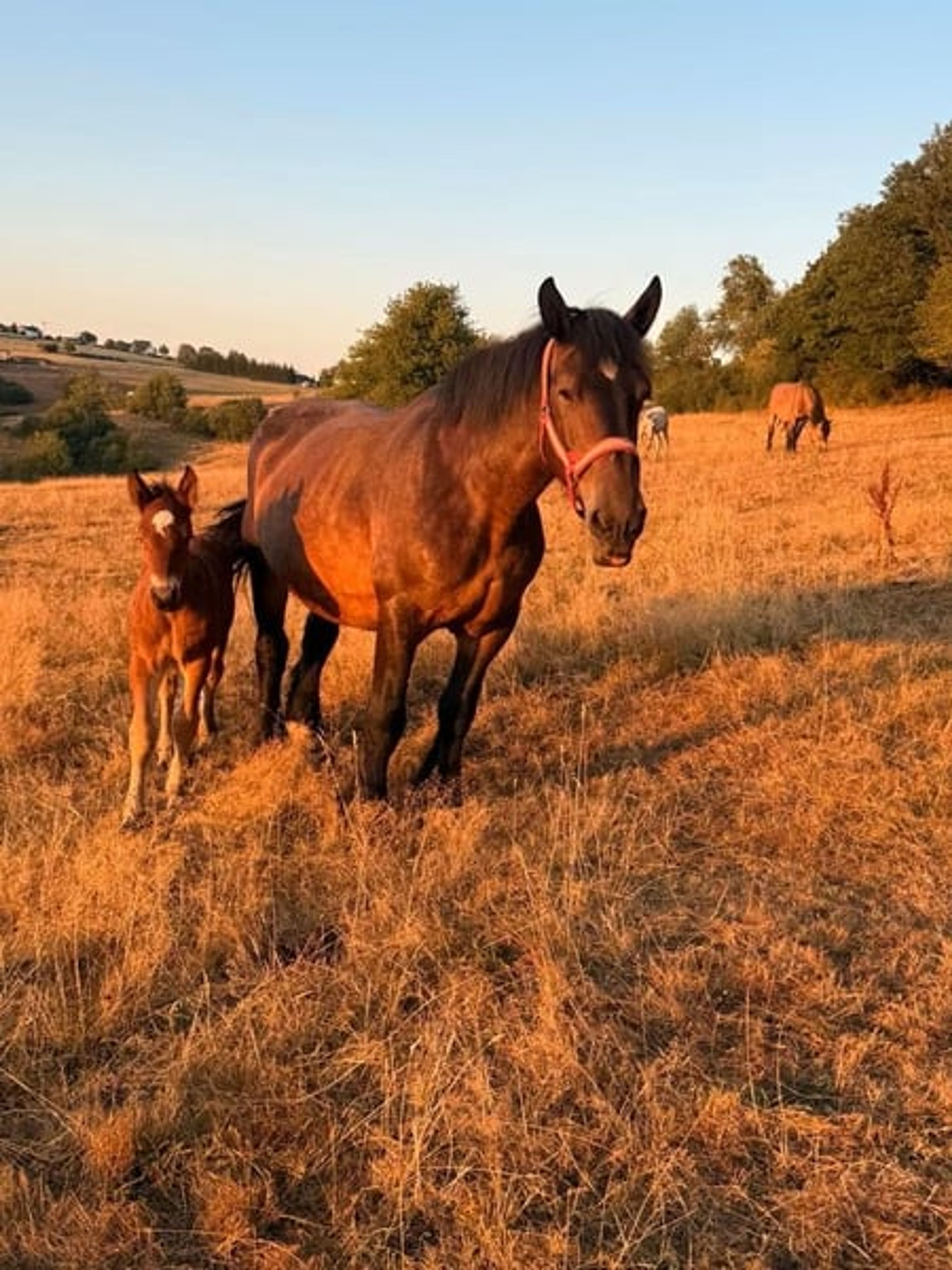 Beautiful purebred Ardennes filly - Image 3