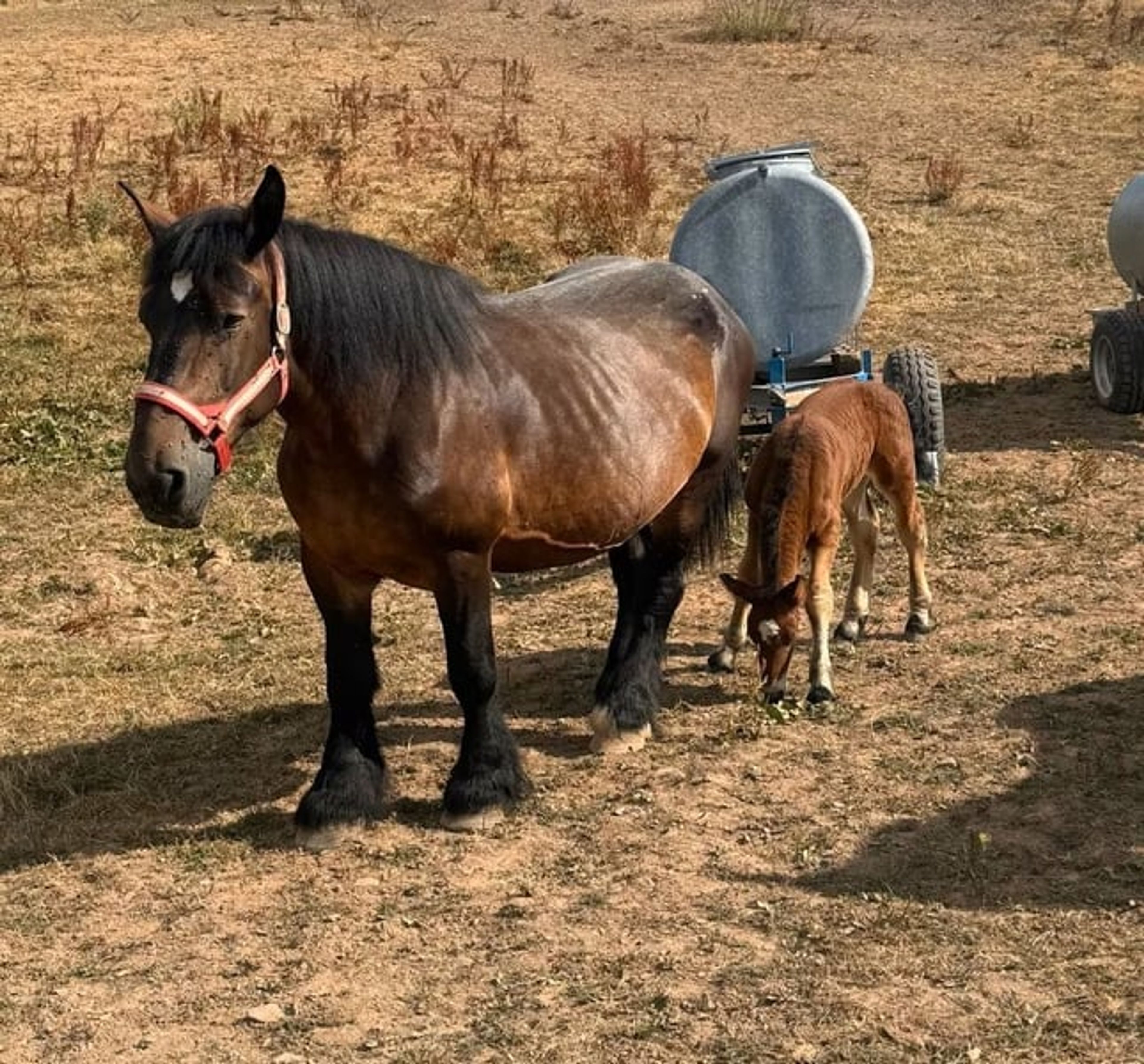 Beautiful purebred Ardennes filly - Image 4