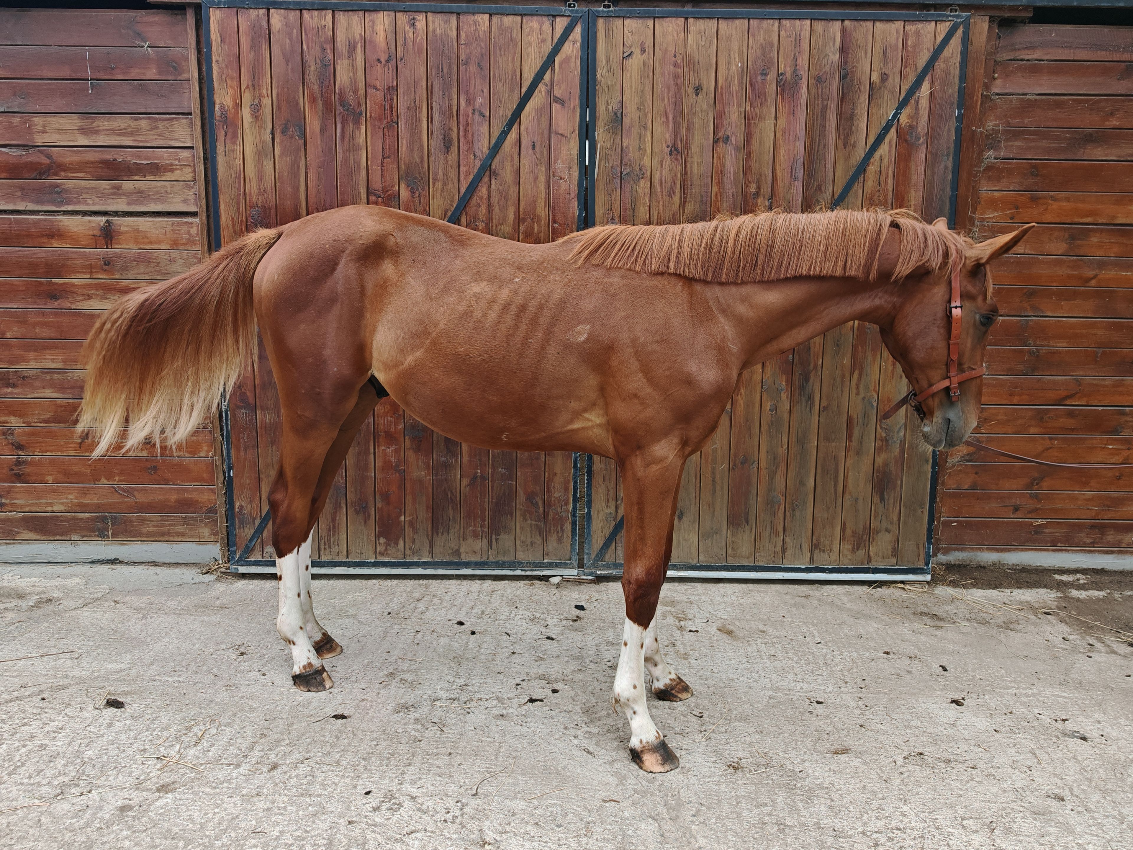 V Quilombo S (POWERFULL x DIAMANT DE SEMILLY) - Image 3